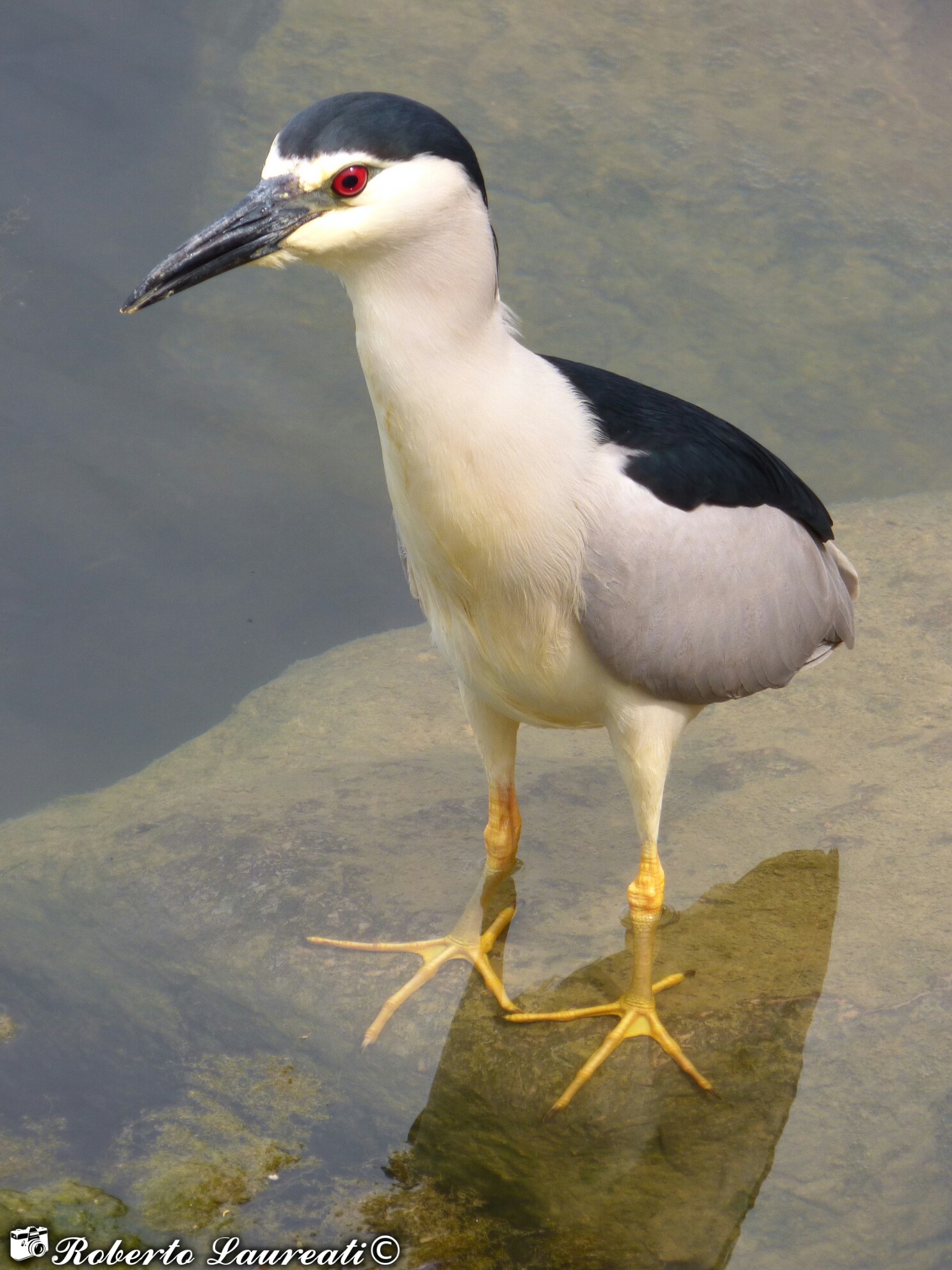 Night Heron (Nycticorax nycticorax)