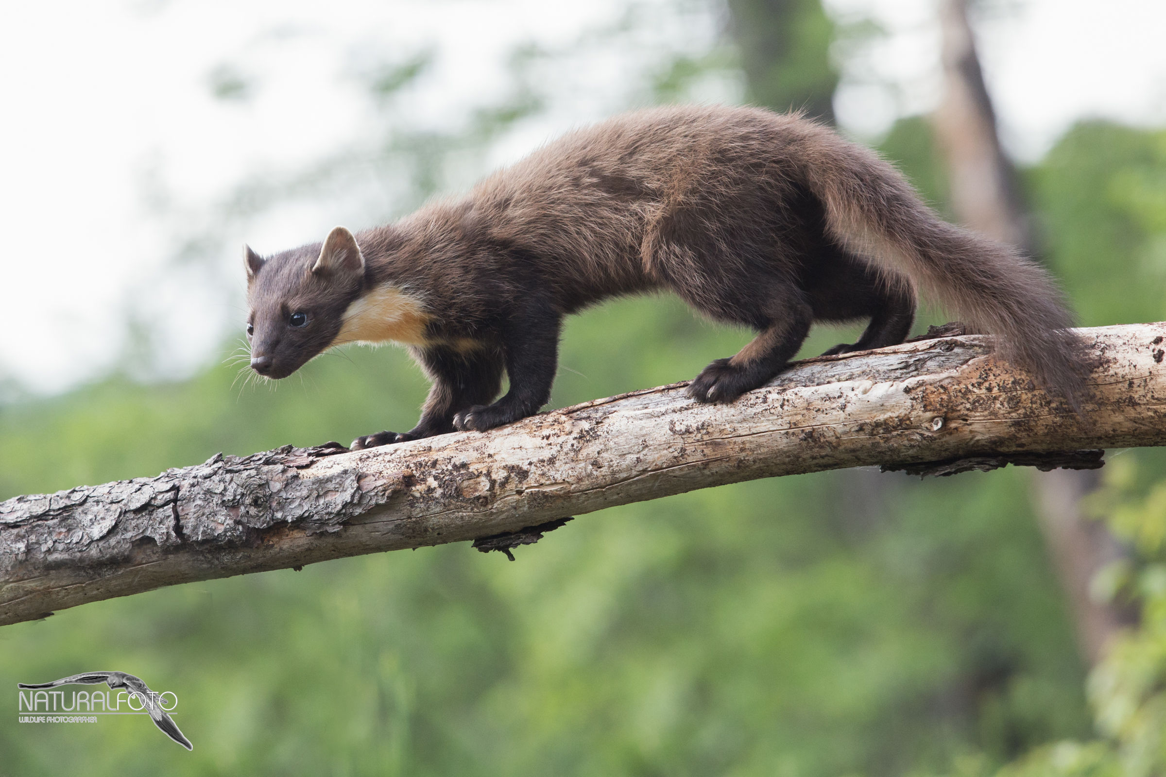 Martora, a woman in the mute