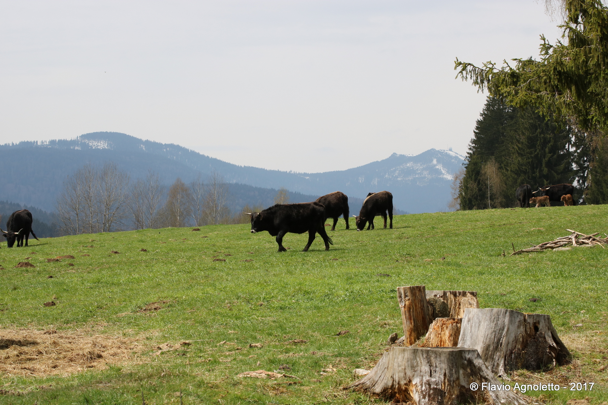 Bayerischer Wald