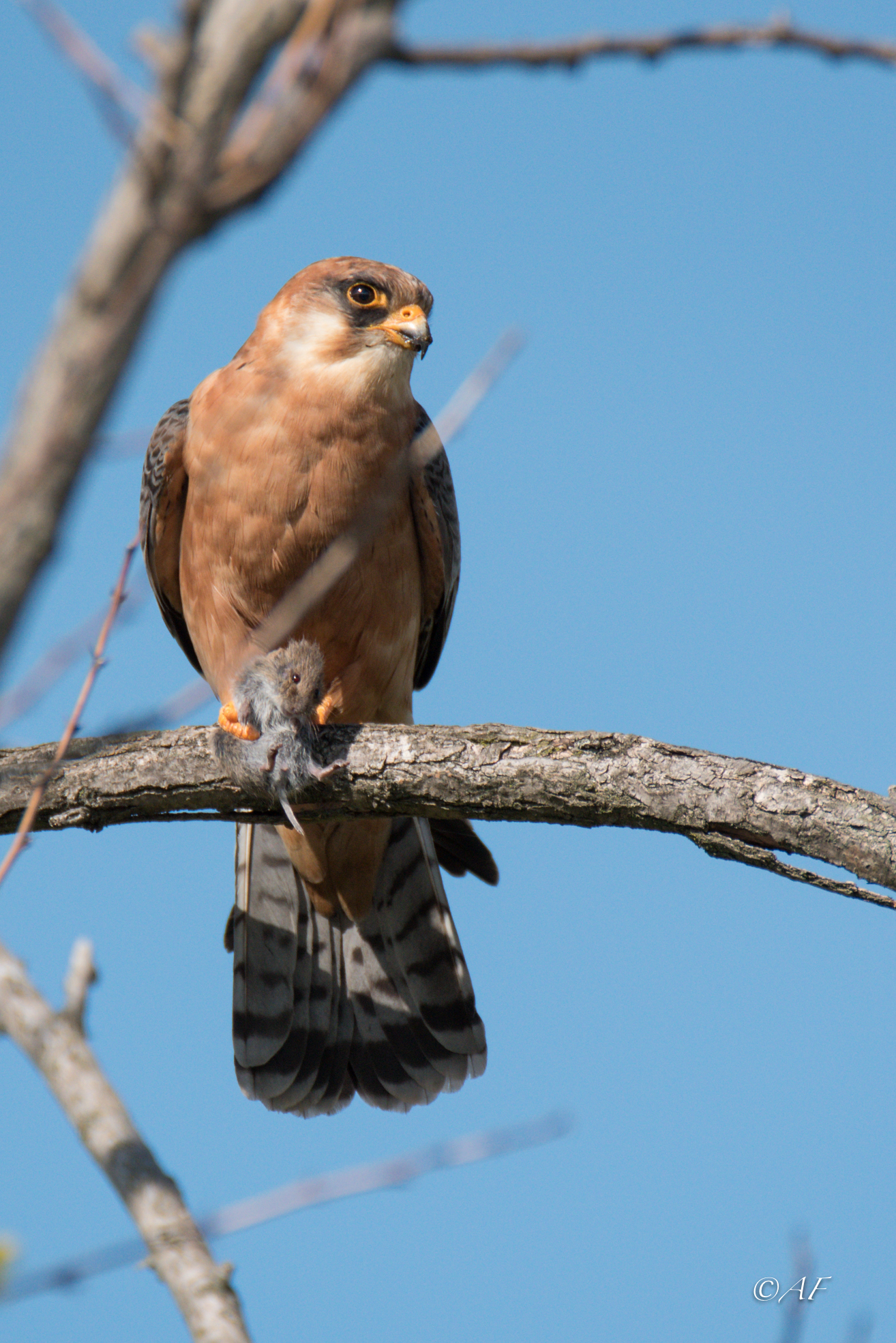 Falco Cuculo female with lunch :)