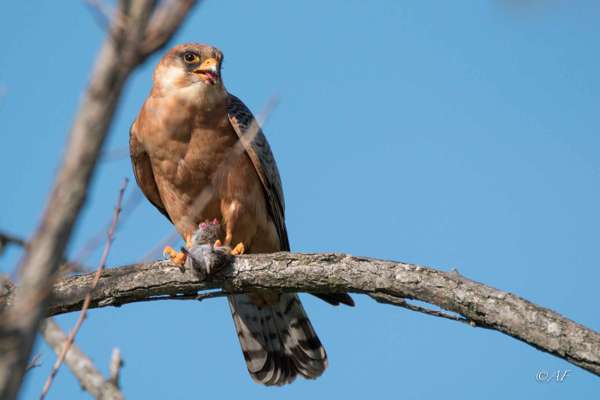 Cuckoo falcon