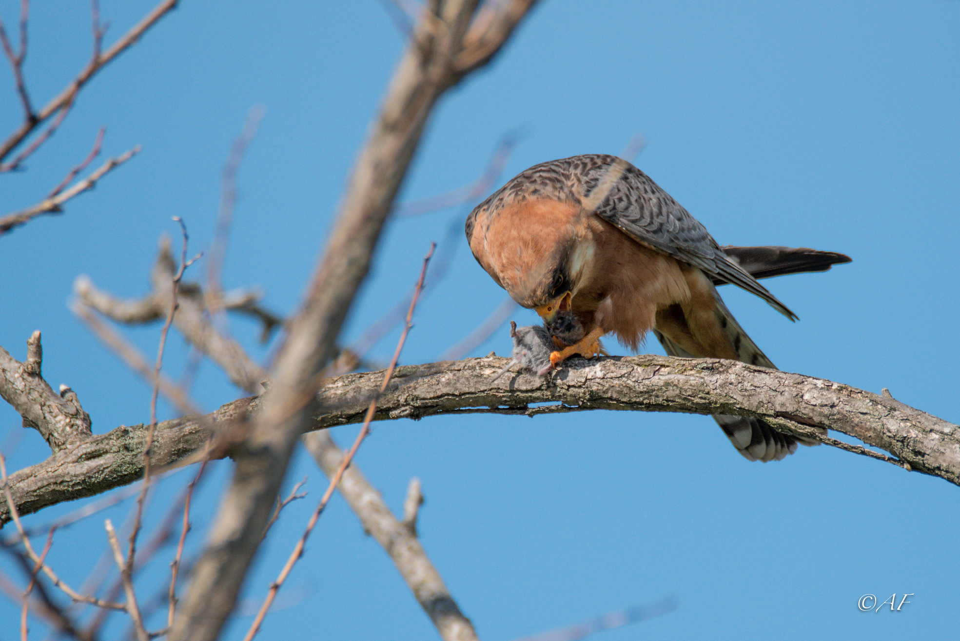 Cuckoo falcon