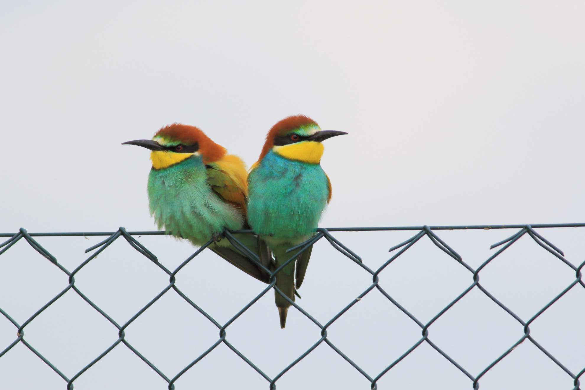 The Gruccioni are back