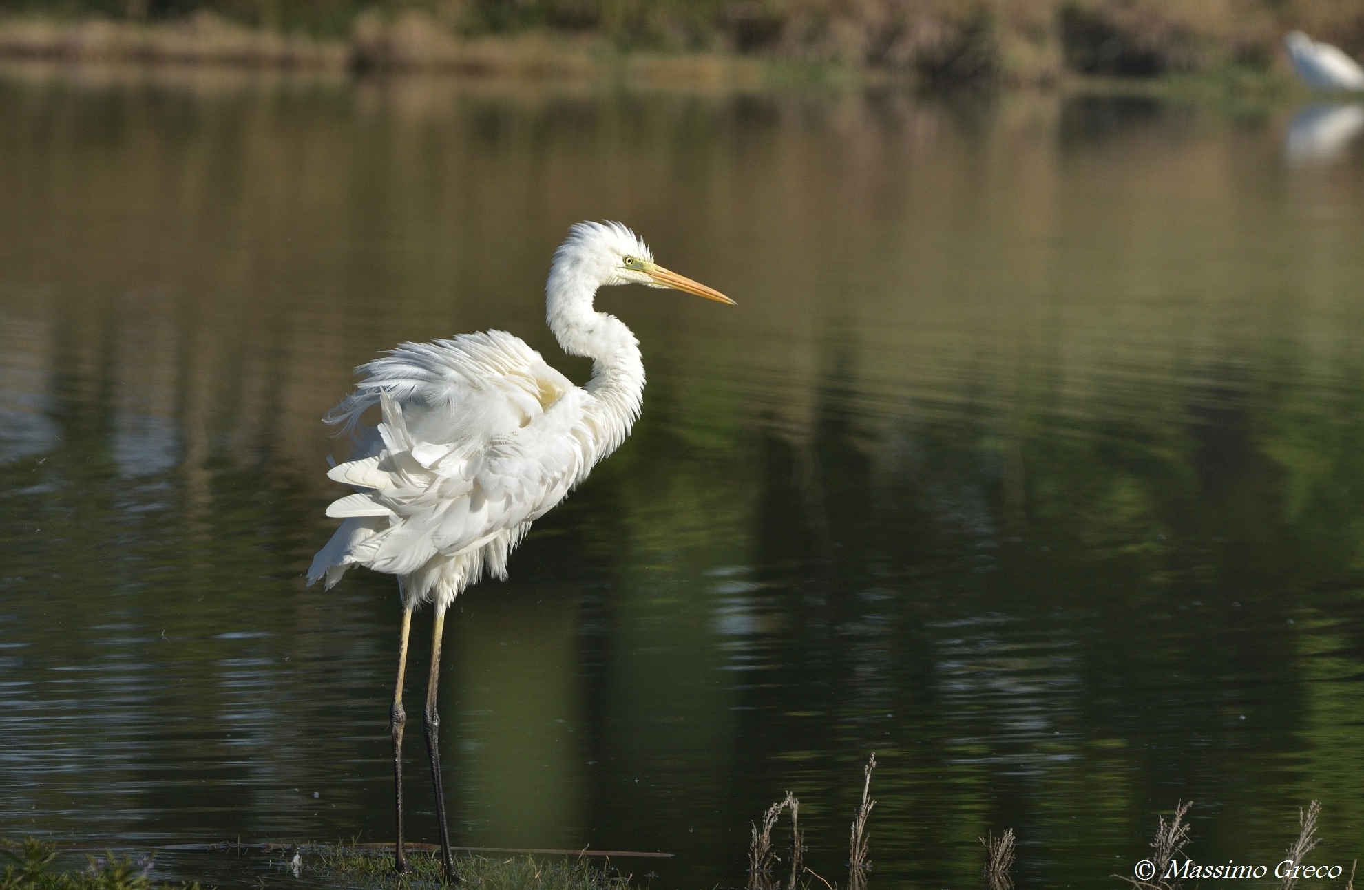 White heron ruffled