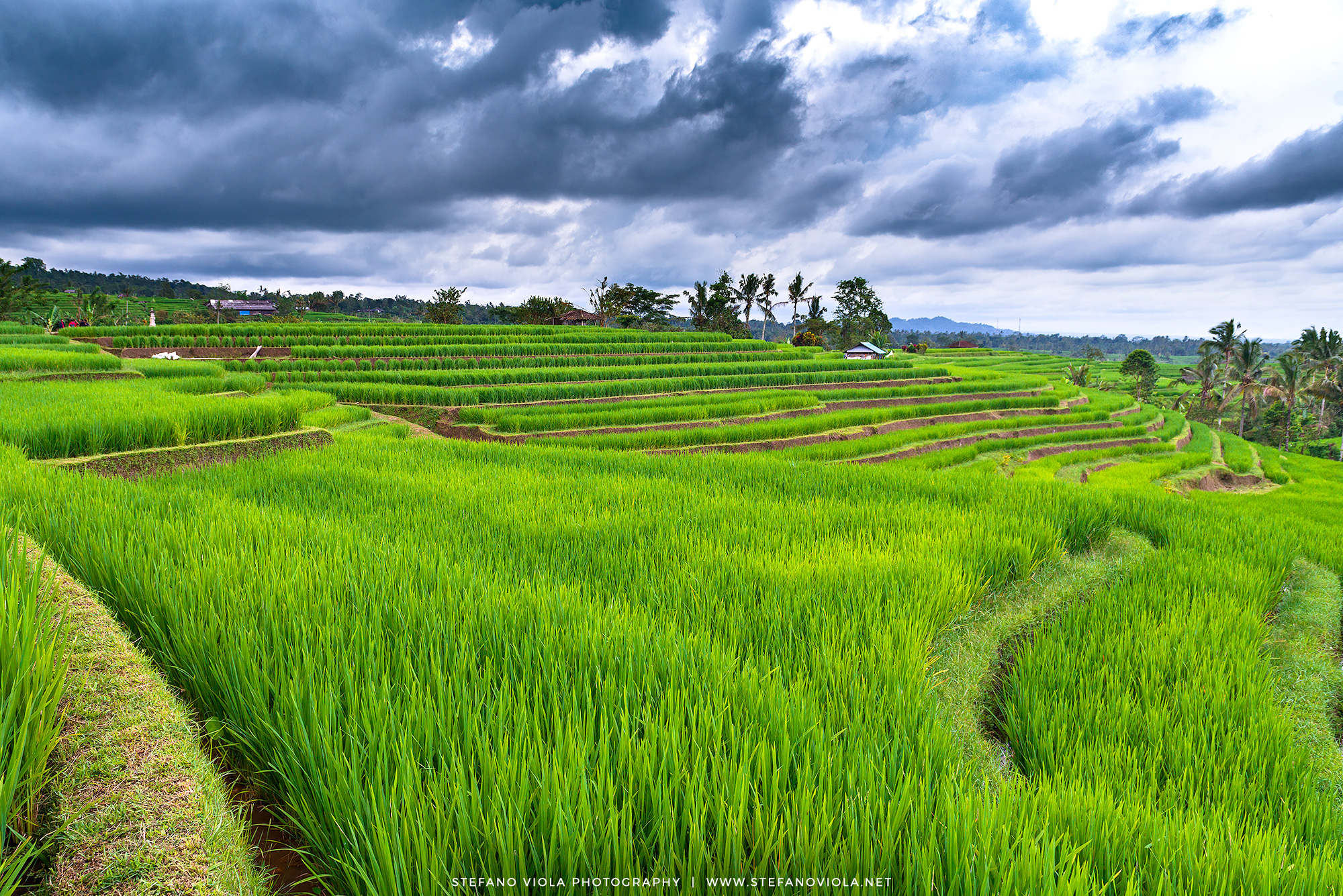 Jatiluwih rice terrace
