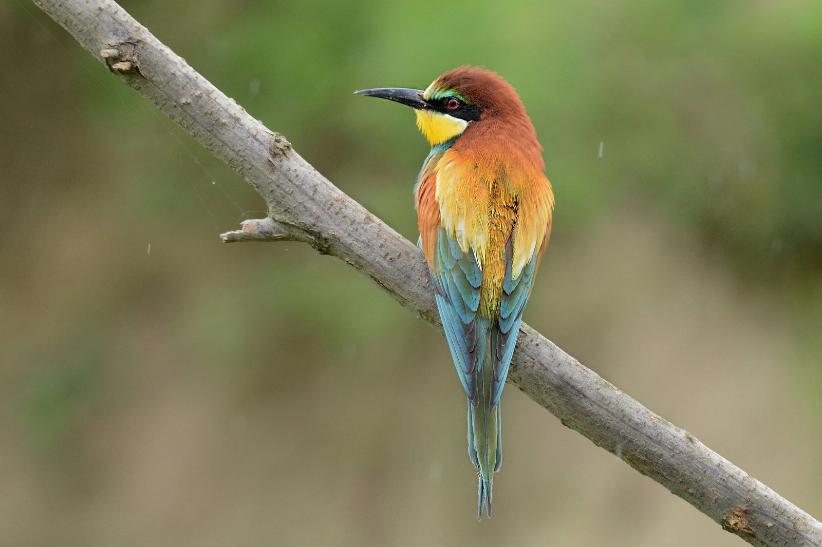 Bee eater