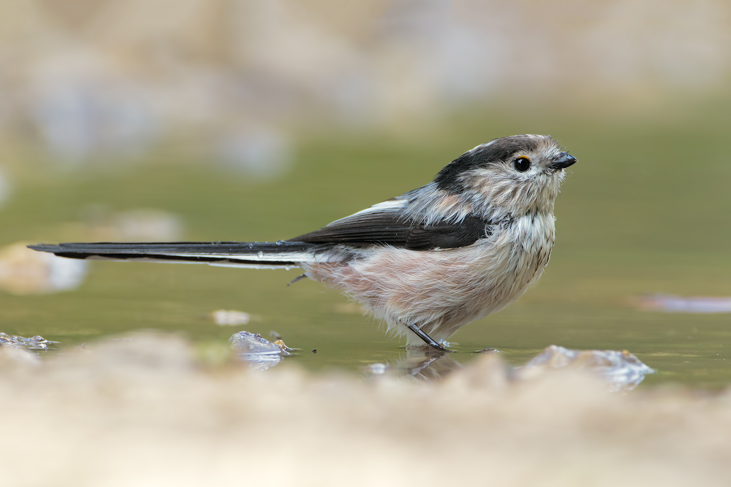 Long-tailed Tit