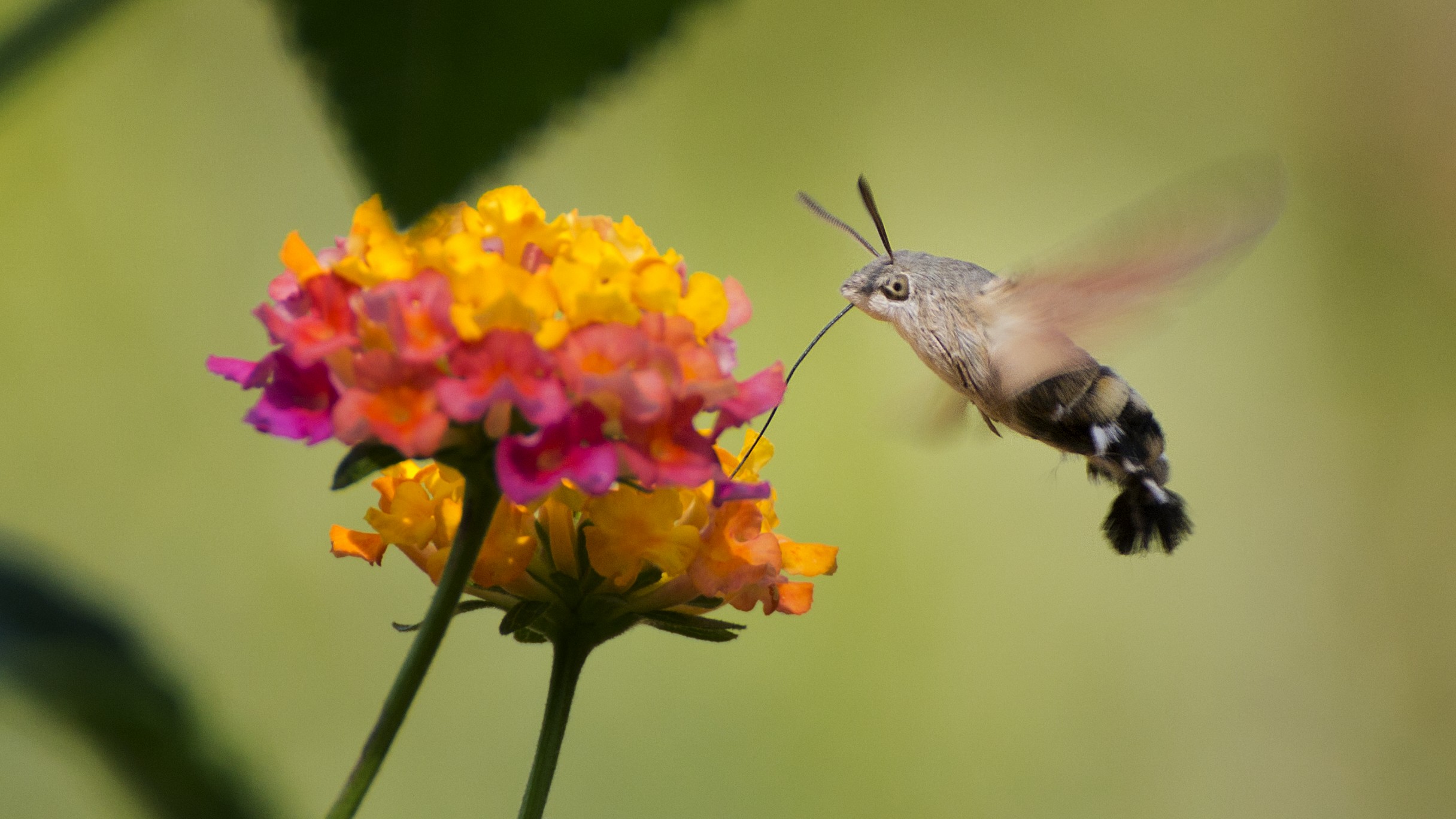Macroglossum stellatarum