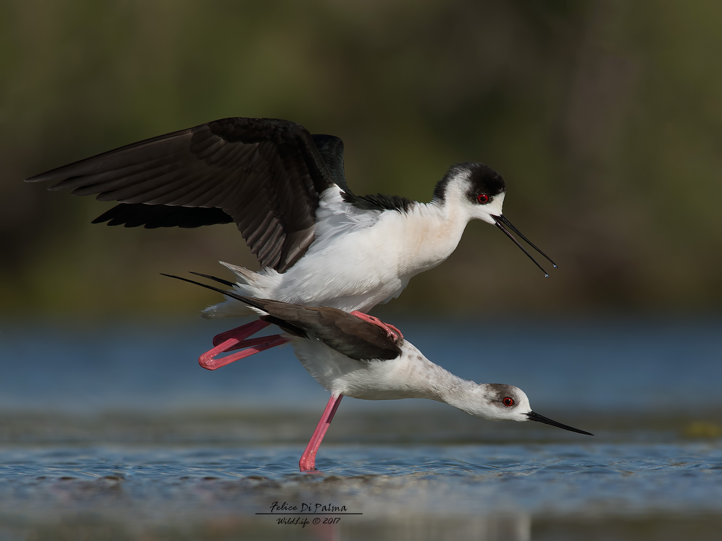 Love at Knight's Day