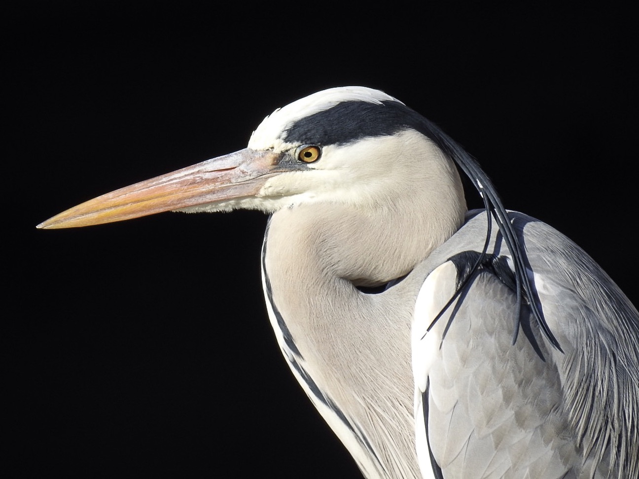 Portrait of brown heron