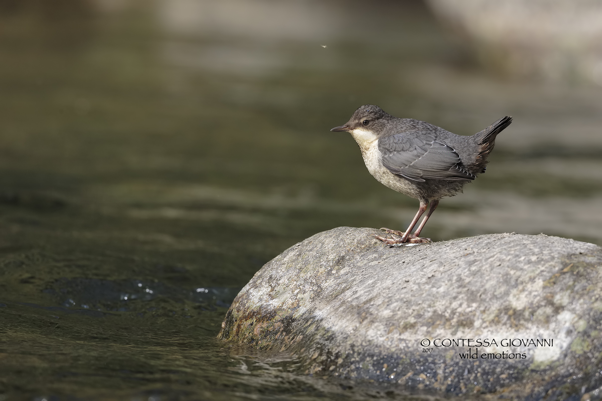 Water bottle of water