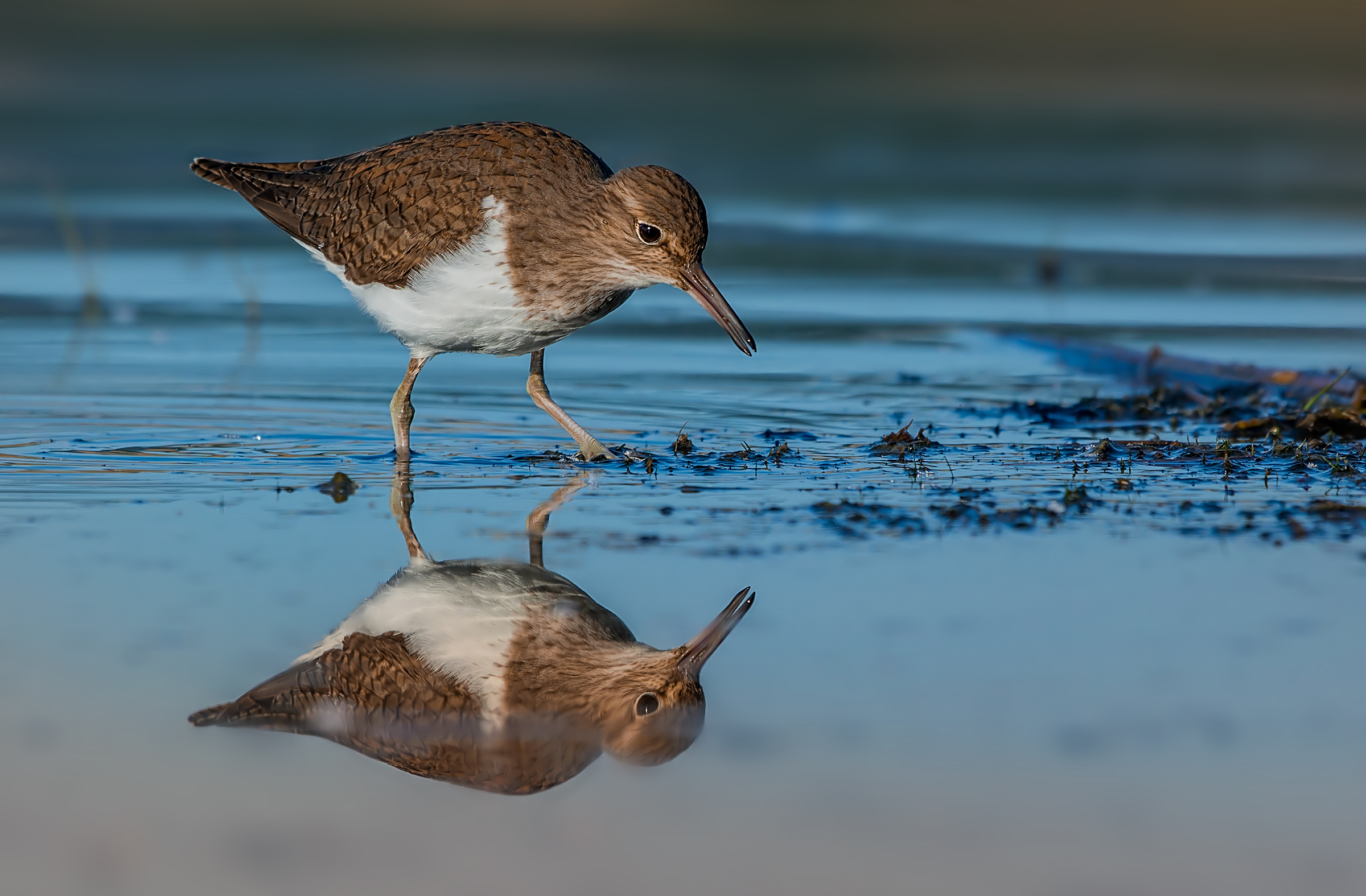 Piropiro in the mirror