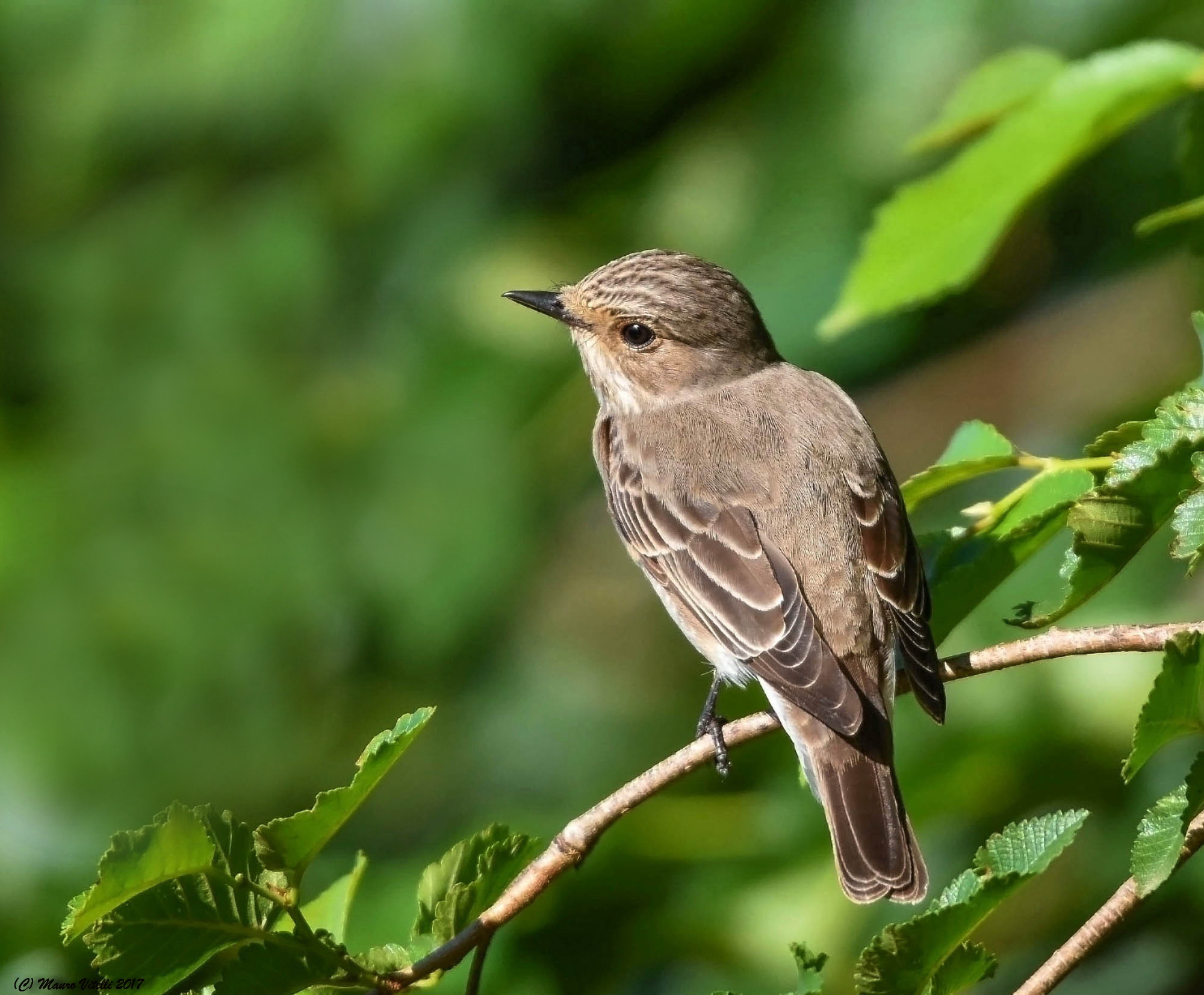 Flycatcher