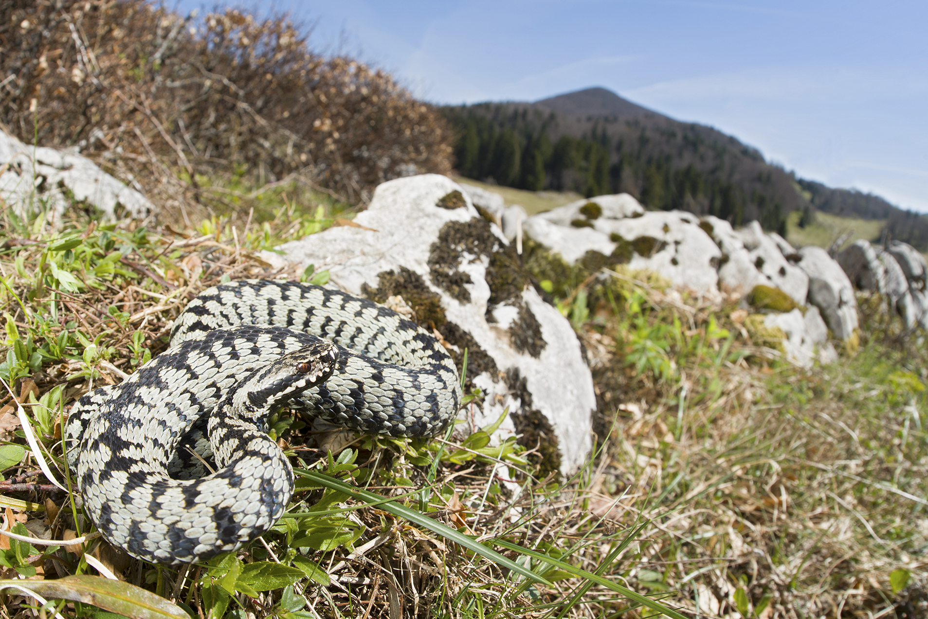 Vipera berus bosniensis