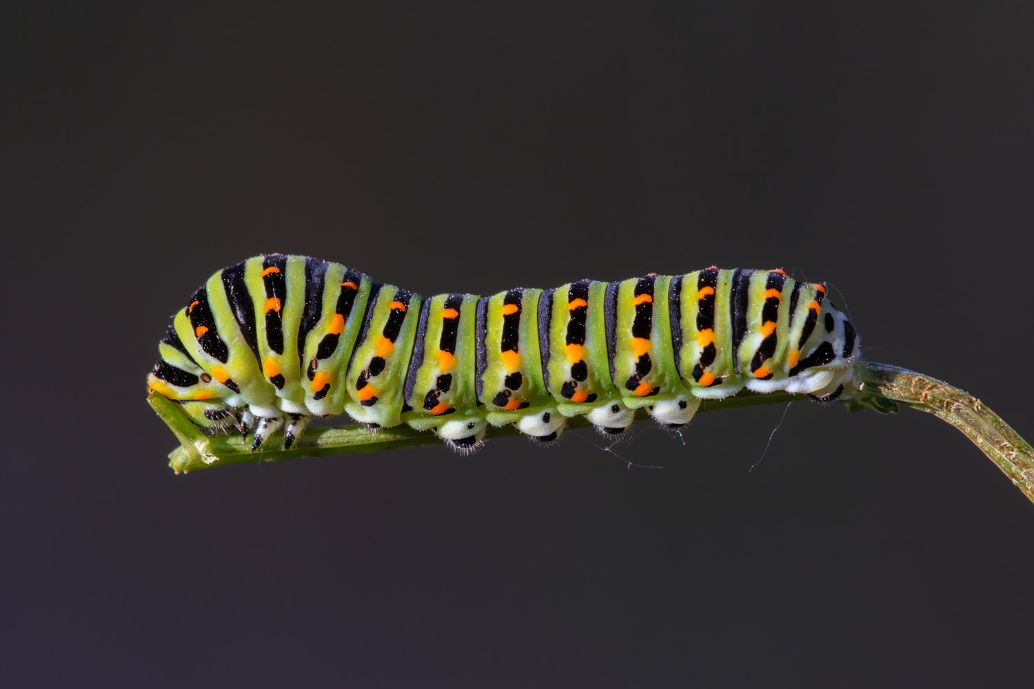 Macaone - studio di luce