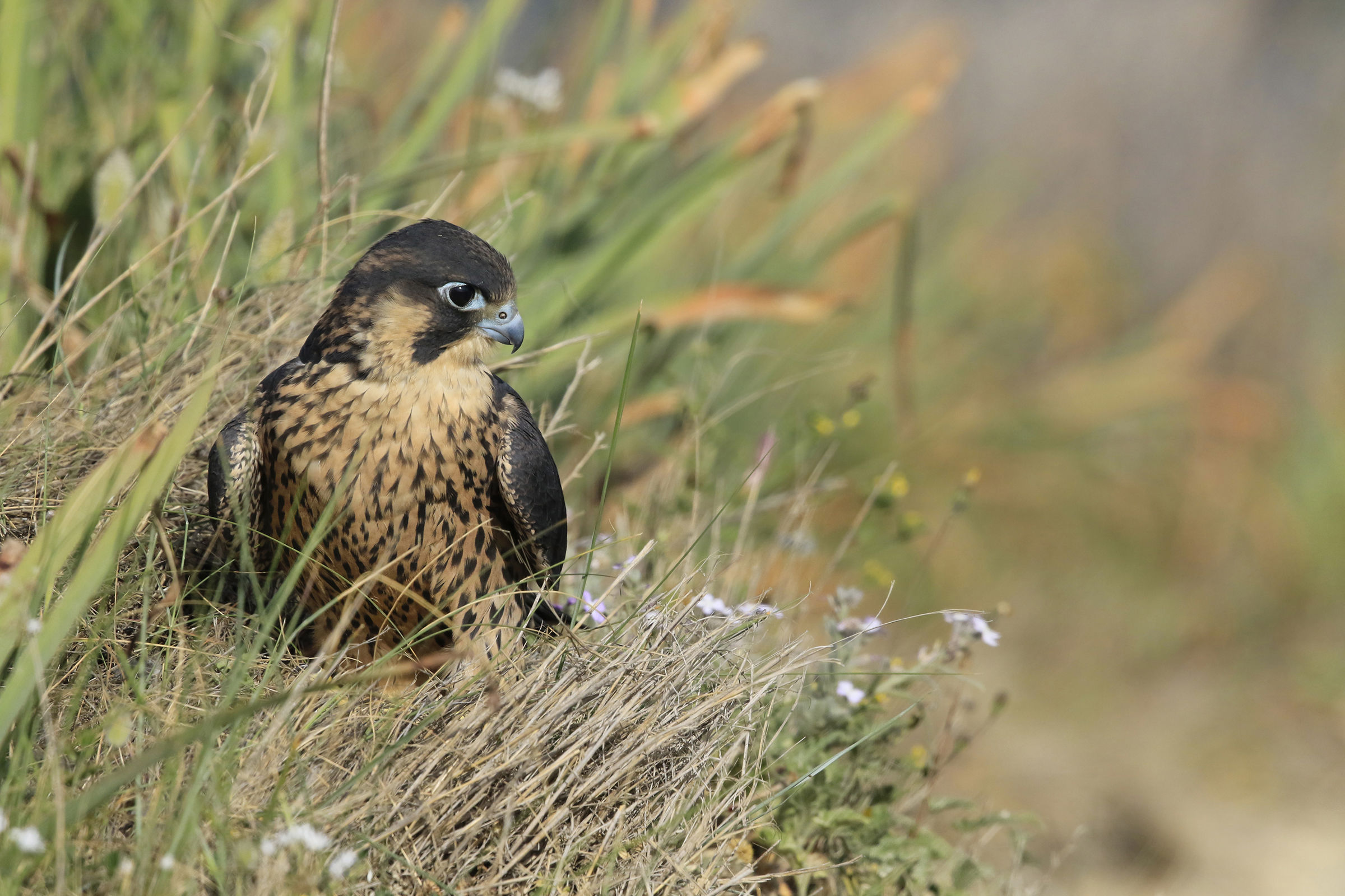 Young pilgrim falcon