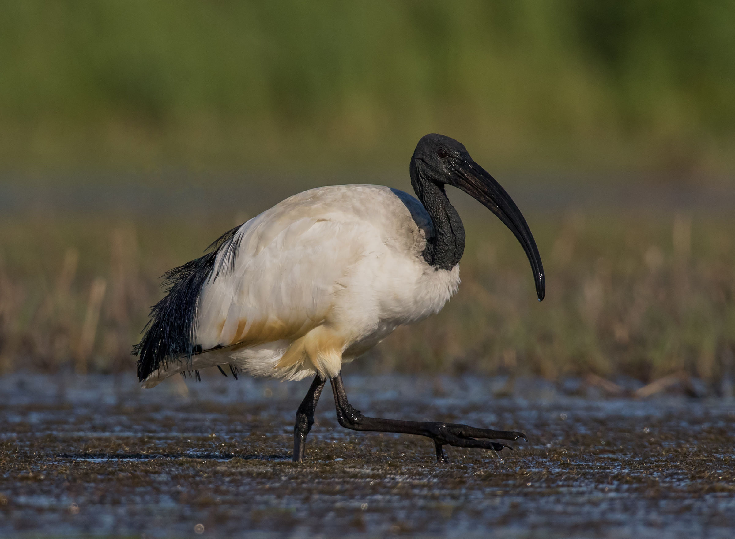 Sacred Ibis