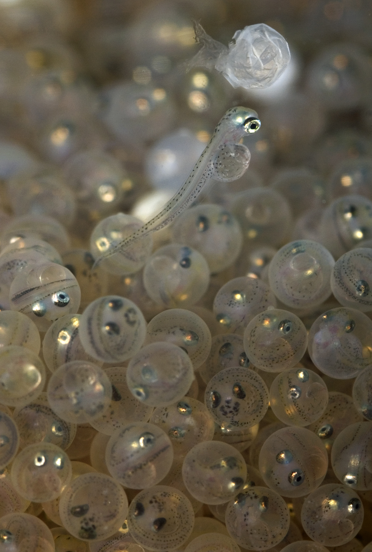lavarello al momento della schiusa