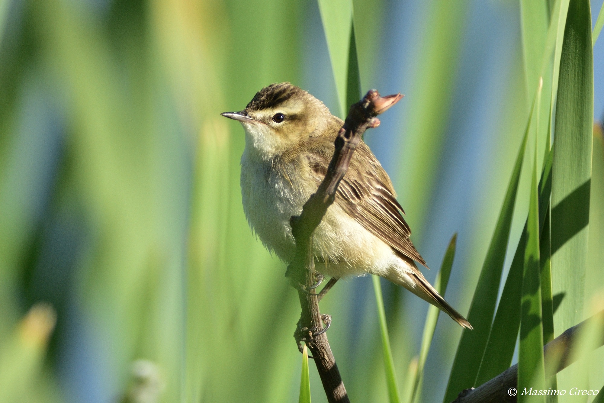 He little (Phylloscopus collybita)