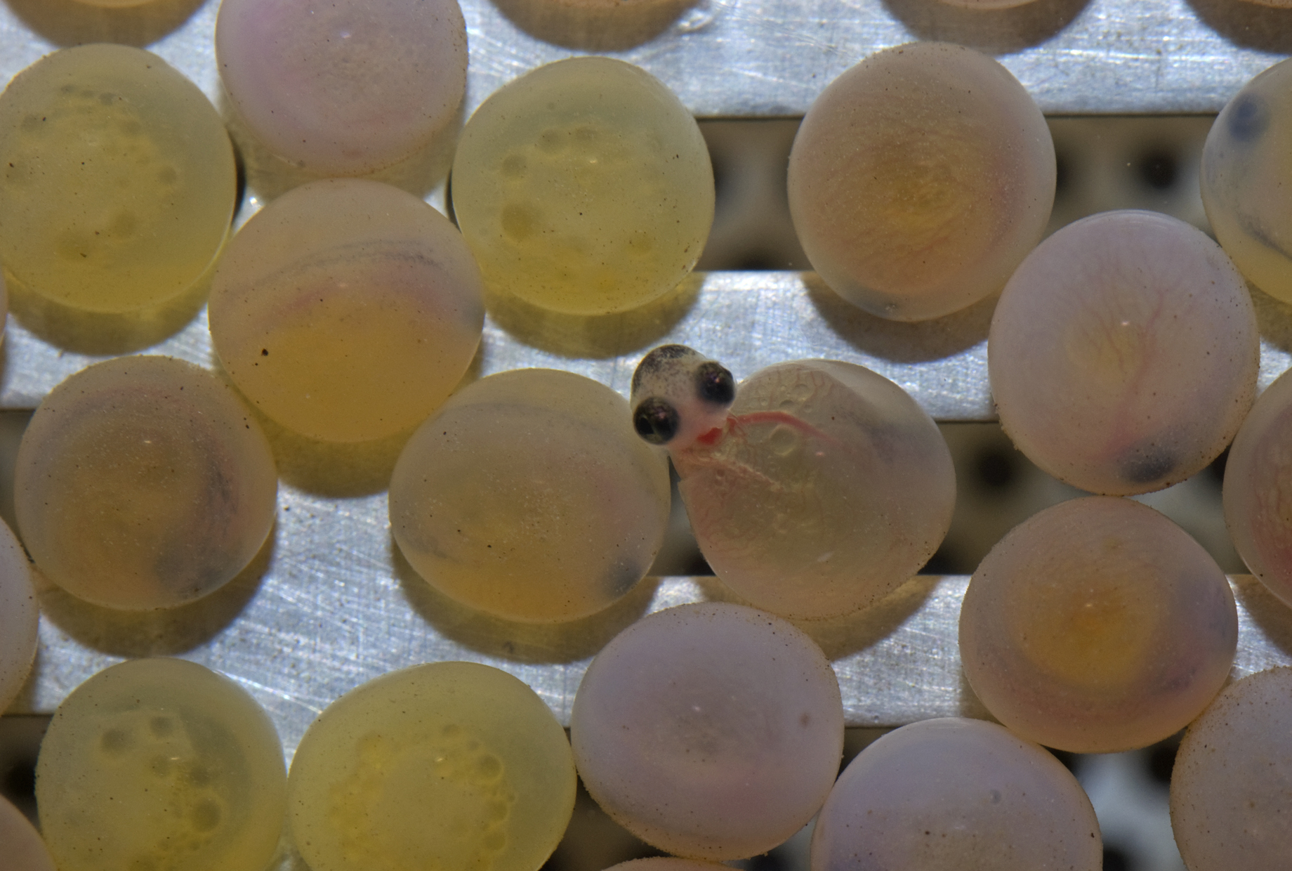 trota al momento della schiusa