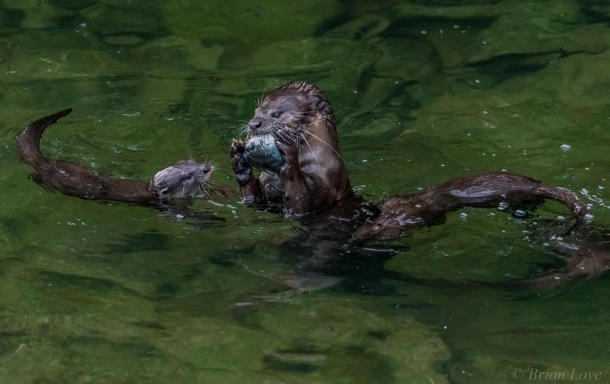 Ti piacerebbe condividere alcuni pesci?