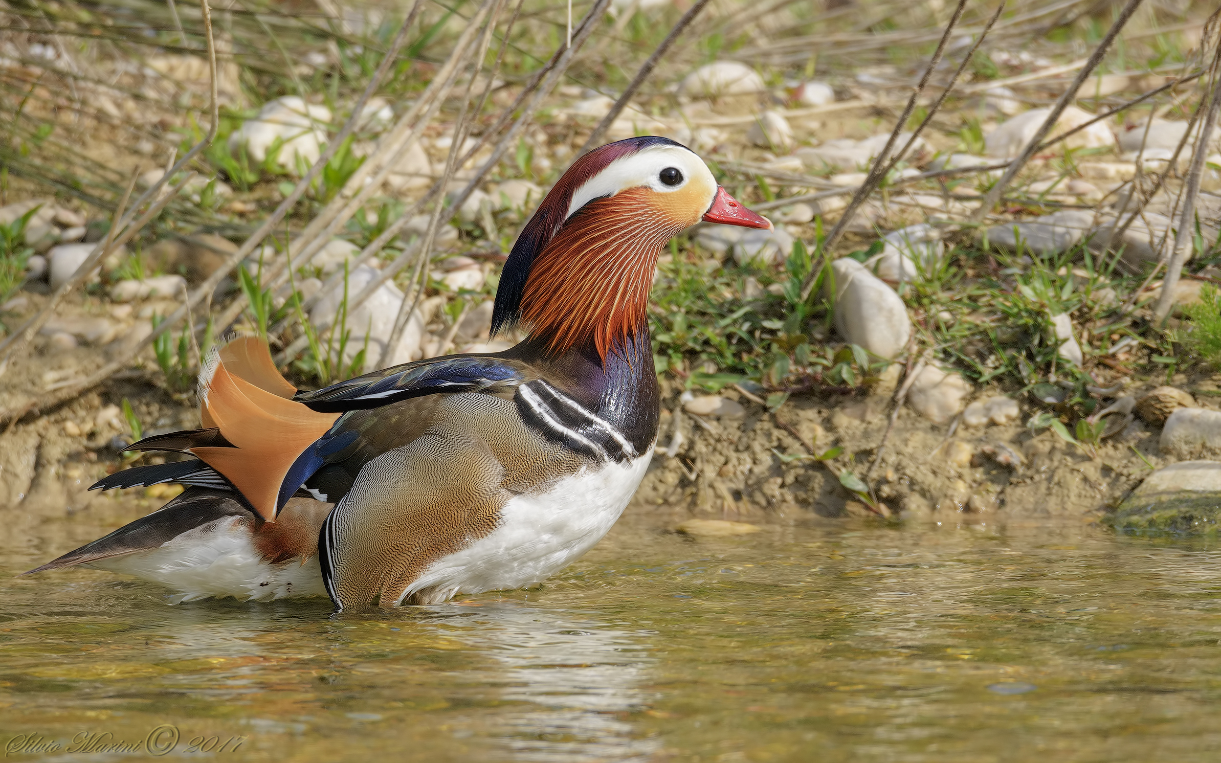 Anatra mandarina (Aix galericulata)