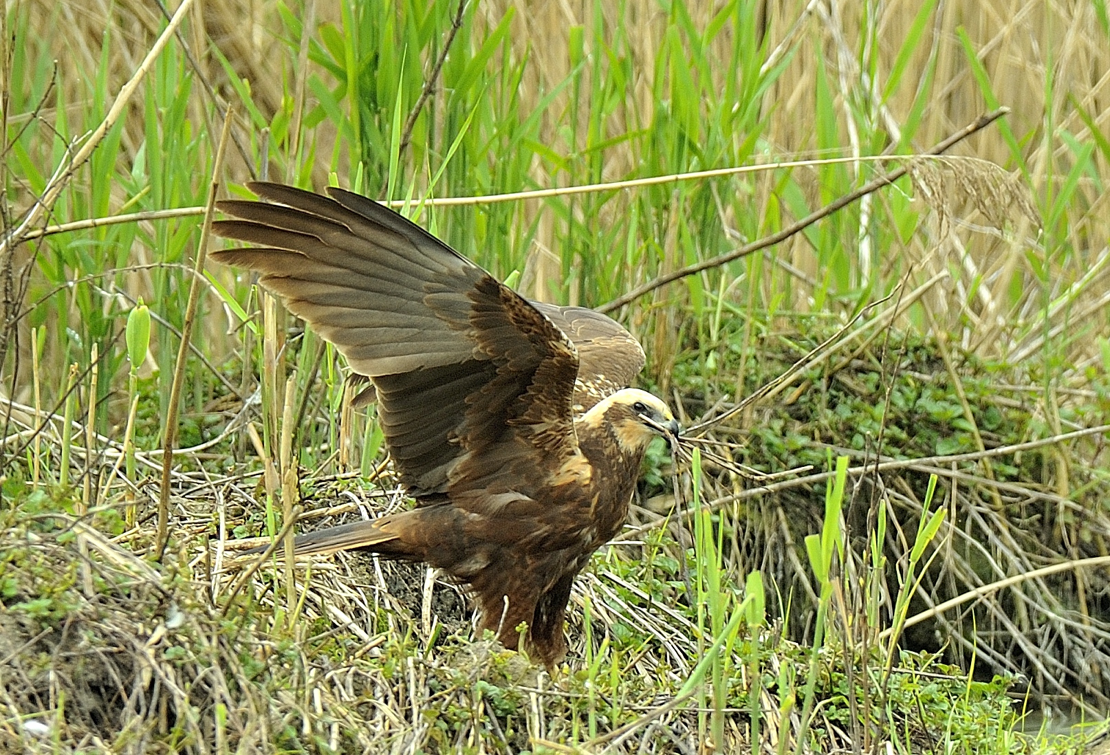 costruzione del nido