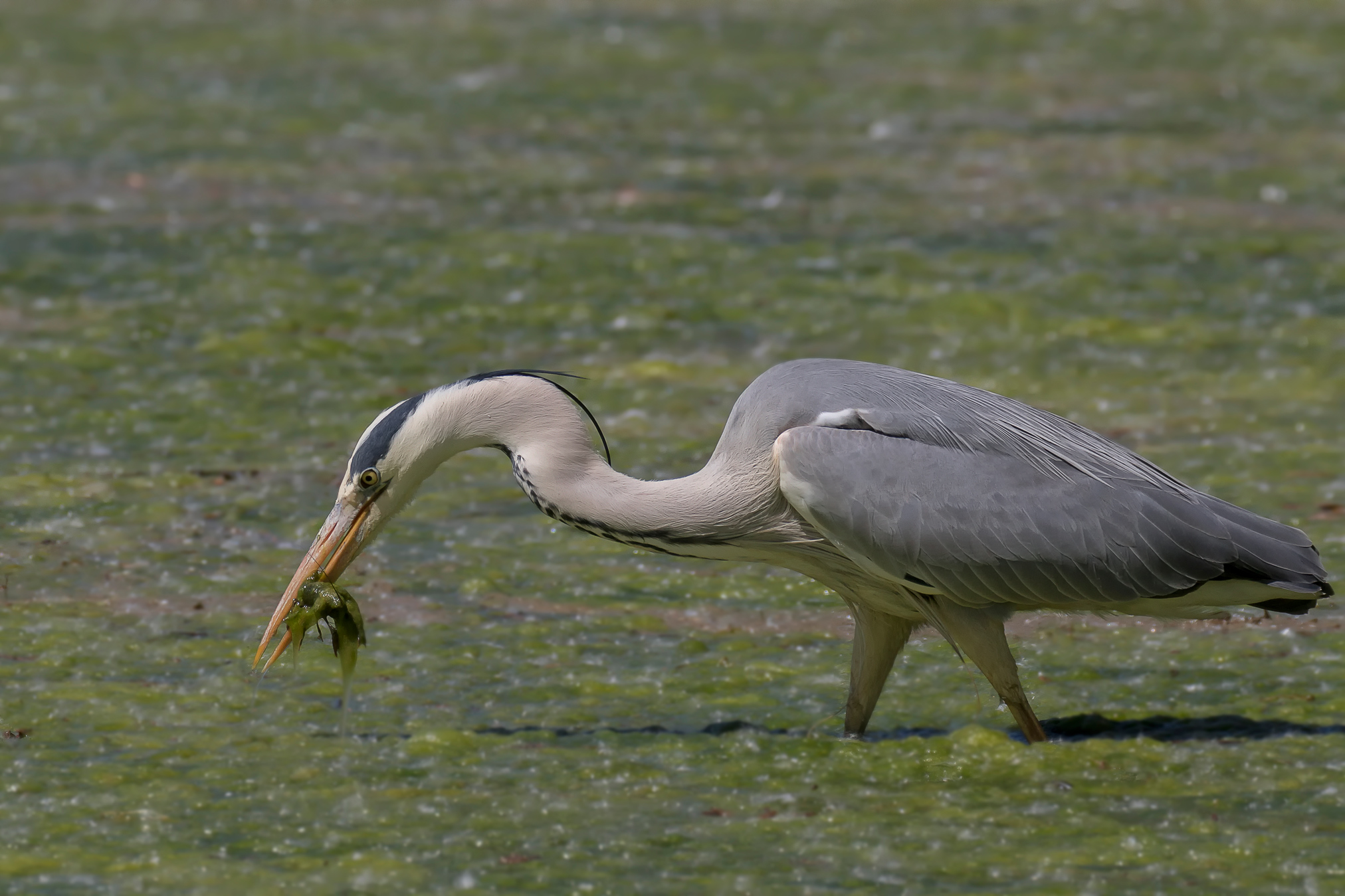 Airone cenerino con preda