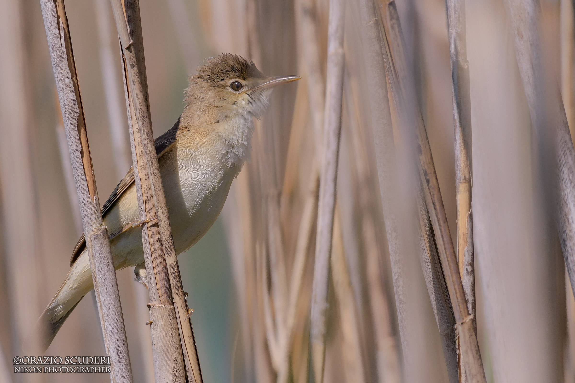 Acrocephalus scirpaceus