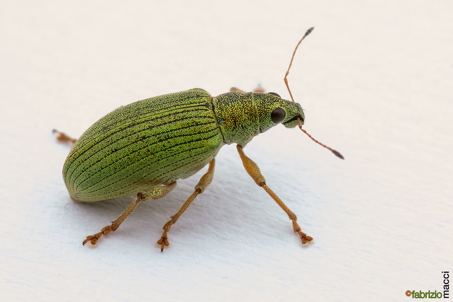 Polydrusus genus Curulein beetle