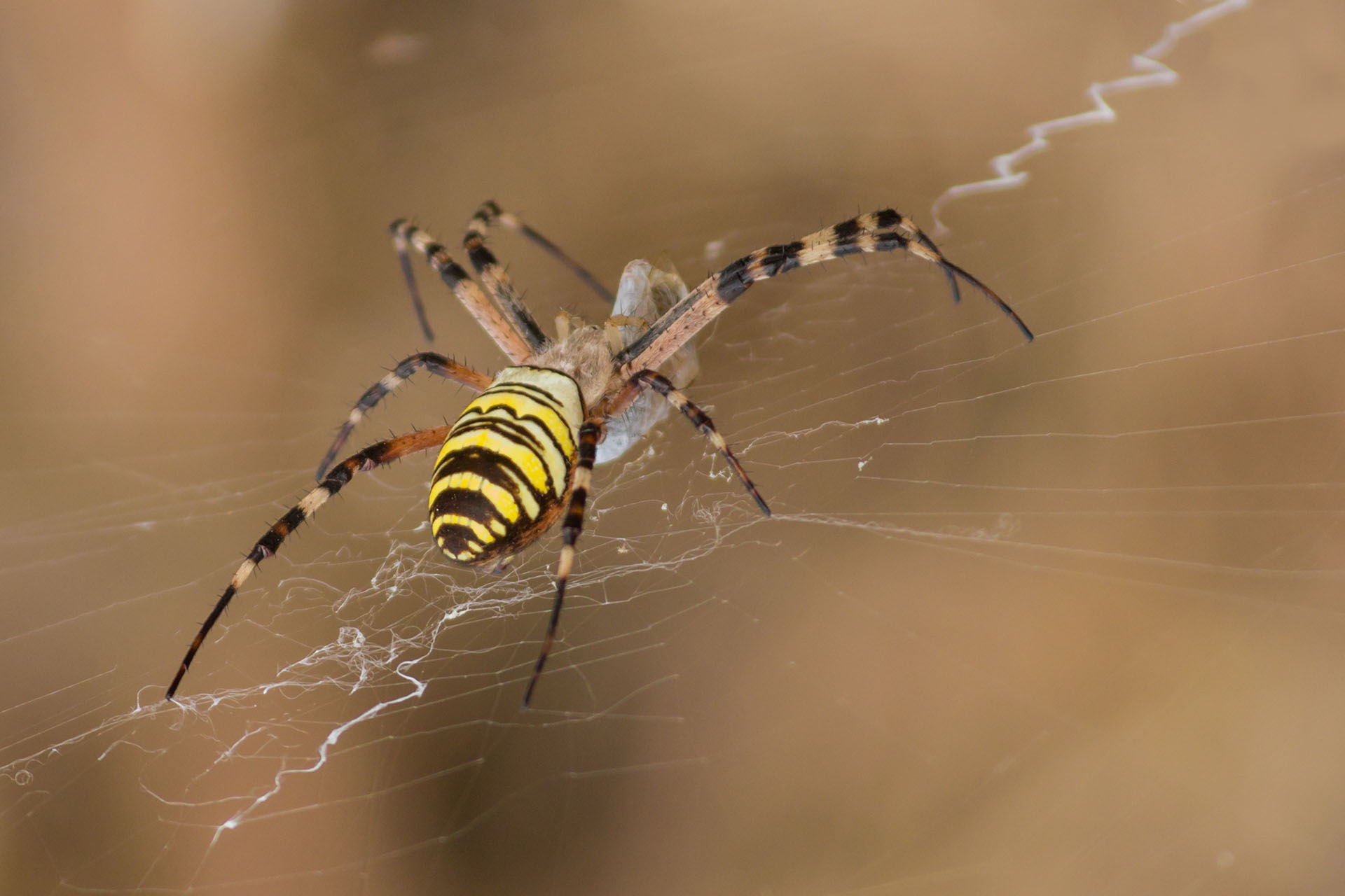 Epeira bandage - Argiope bruennichi - female