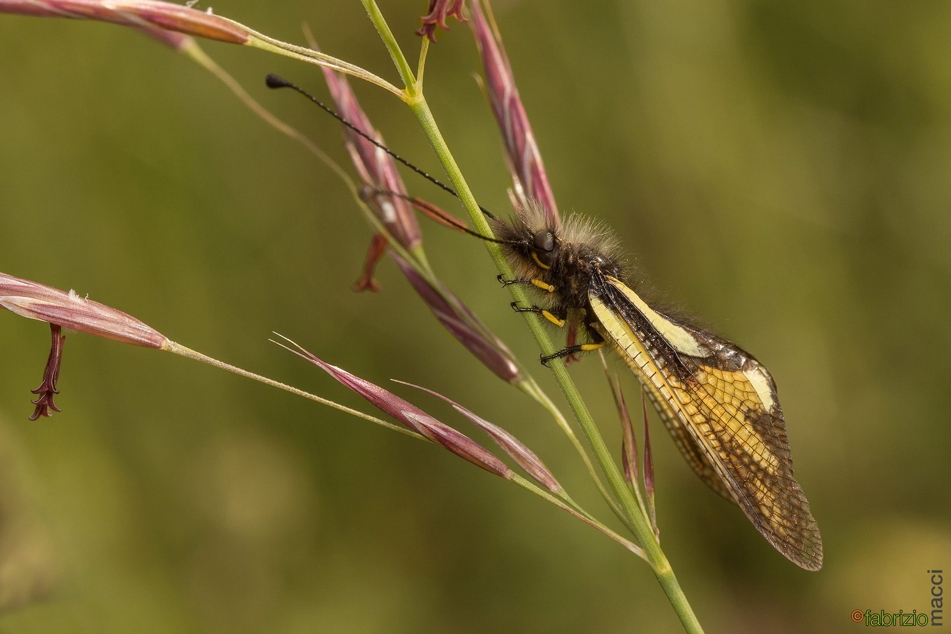 Libelloides coccajus (male)