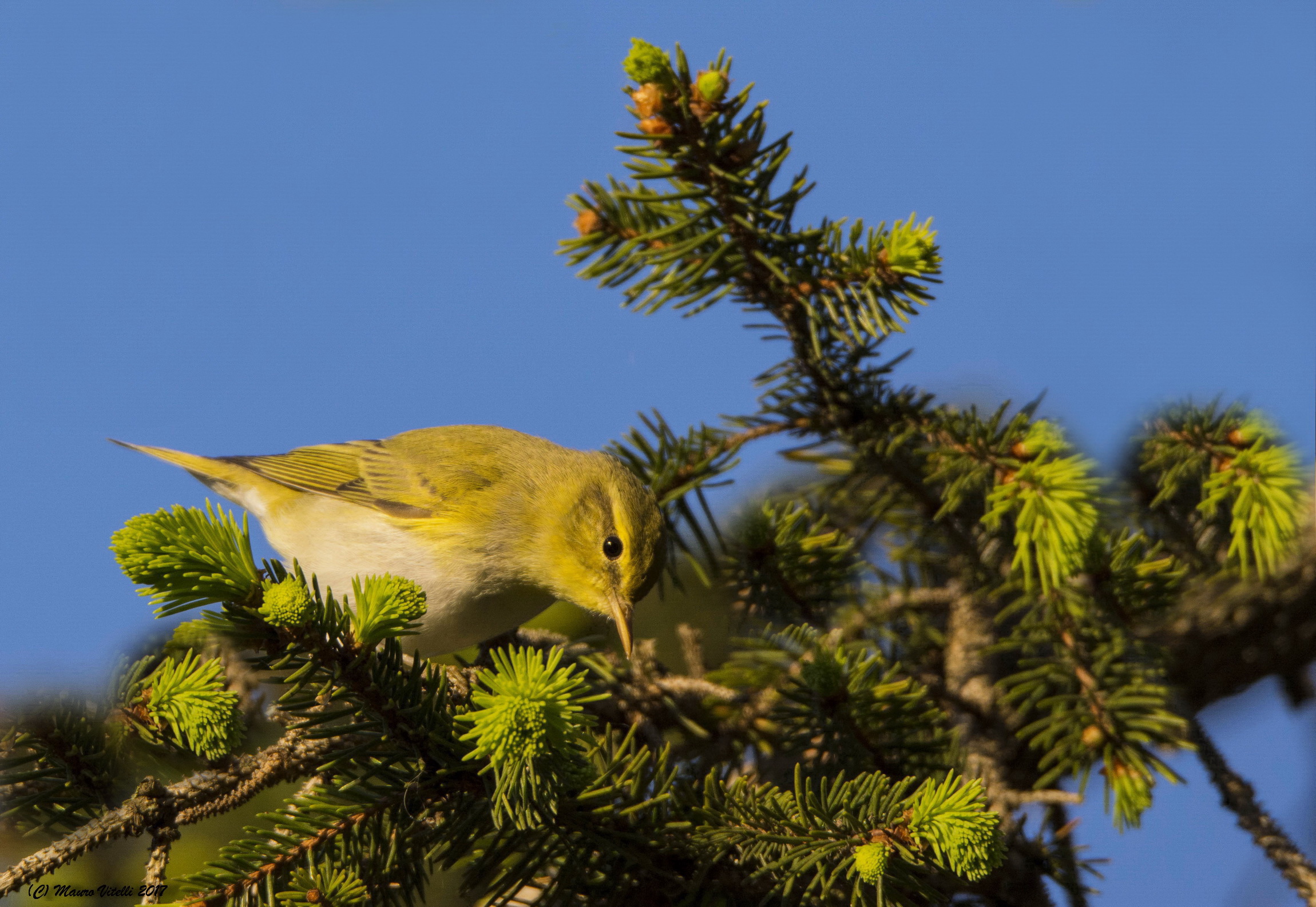 Luì Verde (last evening lights)