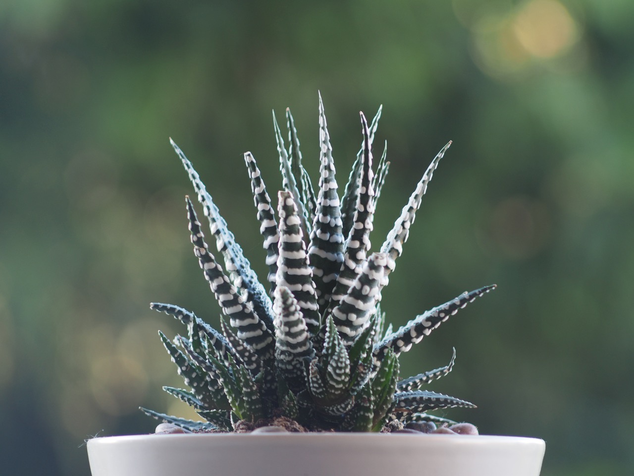 Canon FL 100 f3.5 @ 3.5