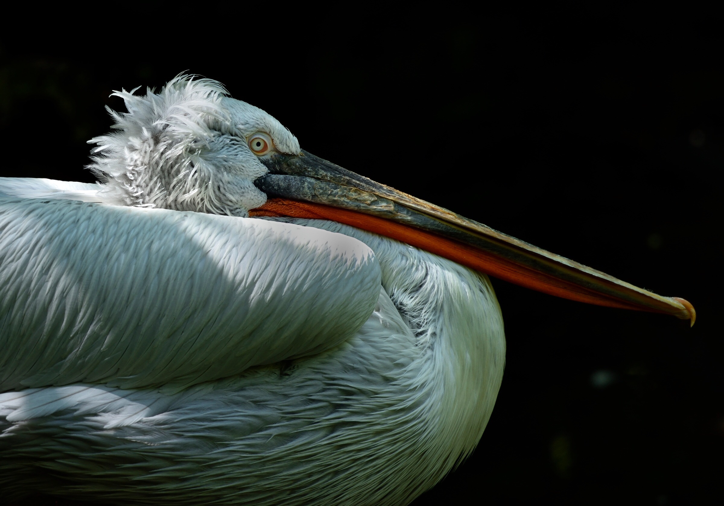 Pellicano riccio...,