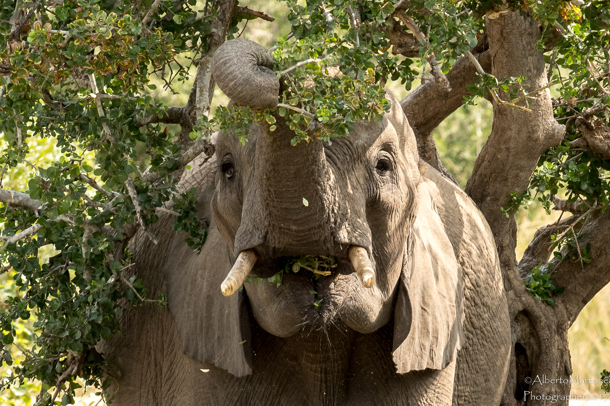 Gnam Gnam............