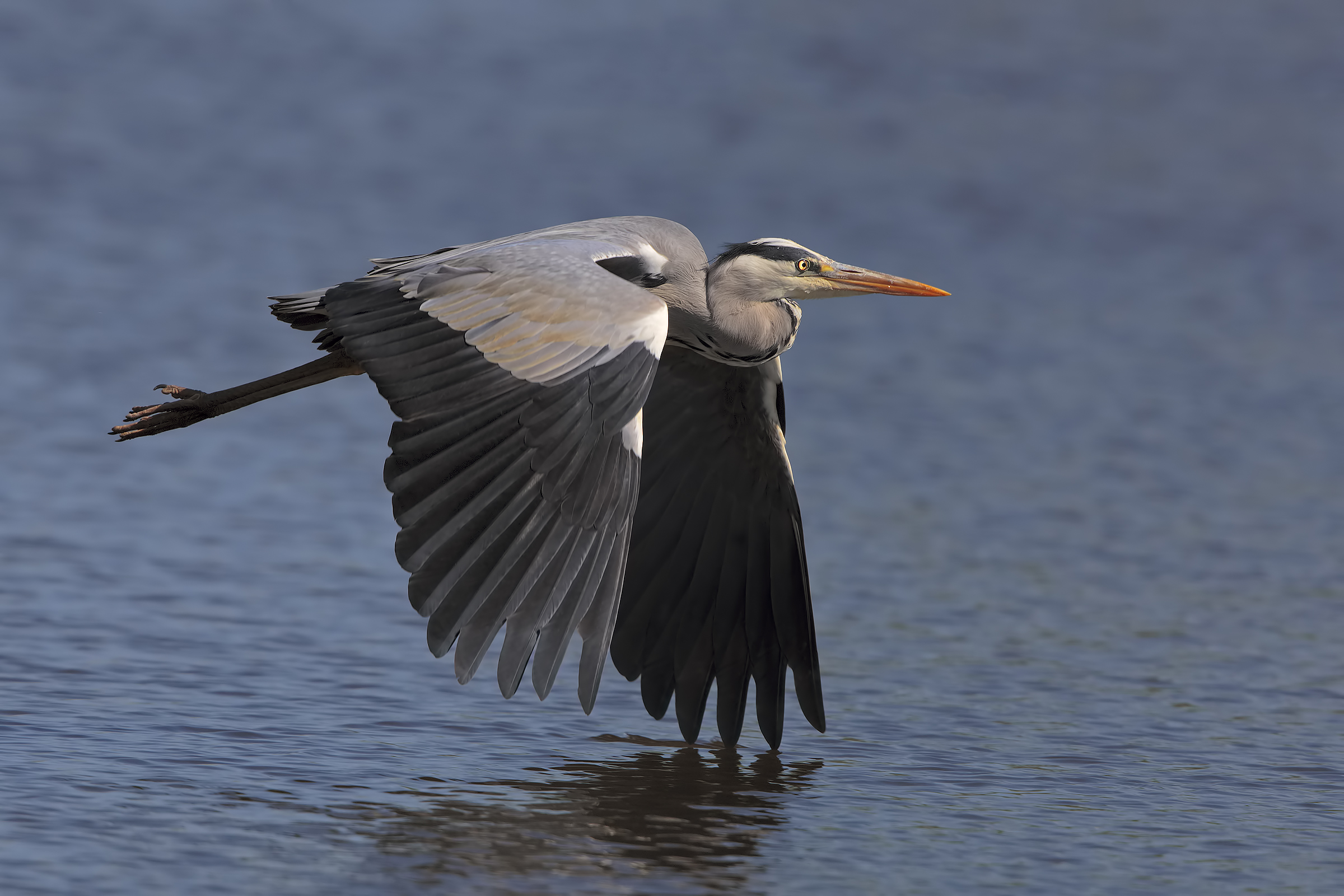 Gray Heron