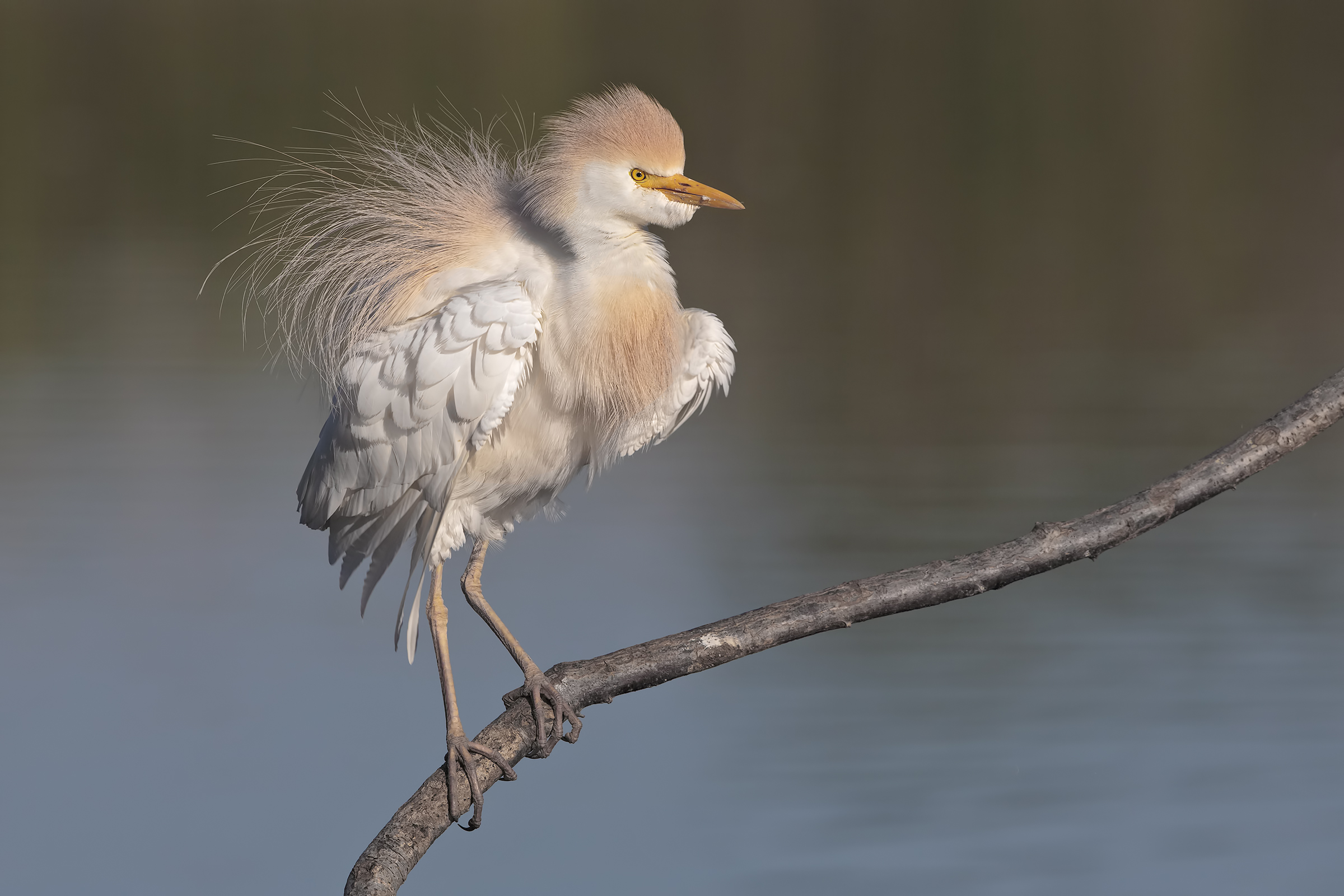Egret at sunset