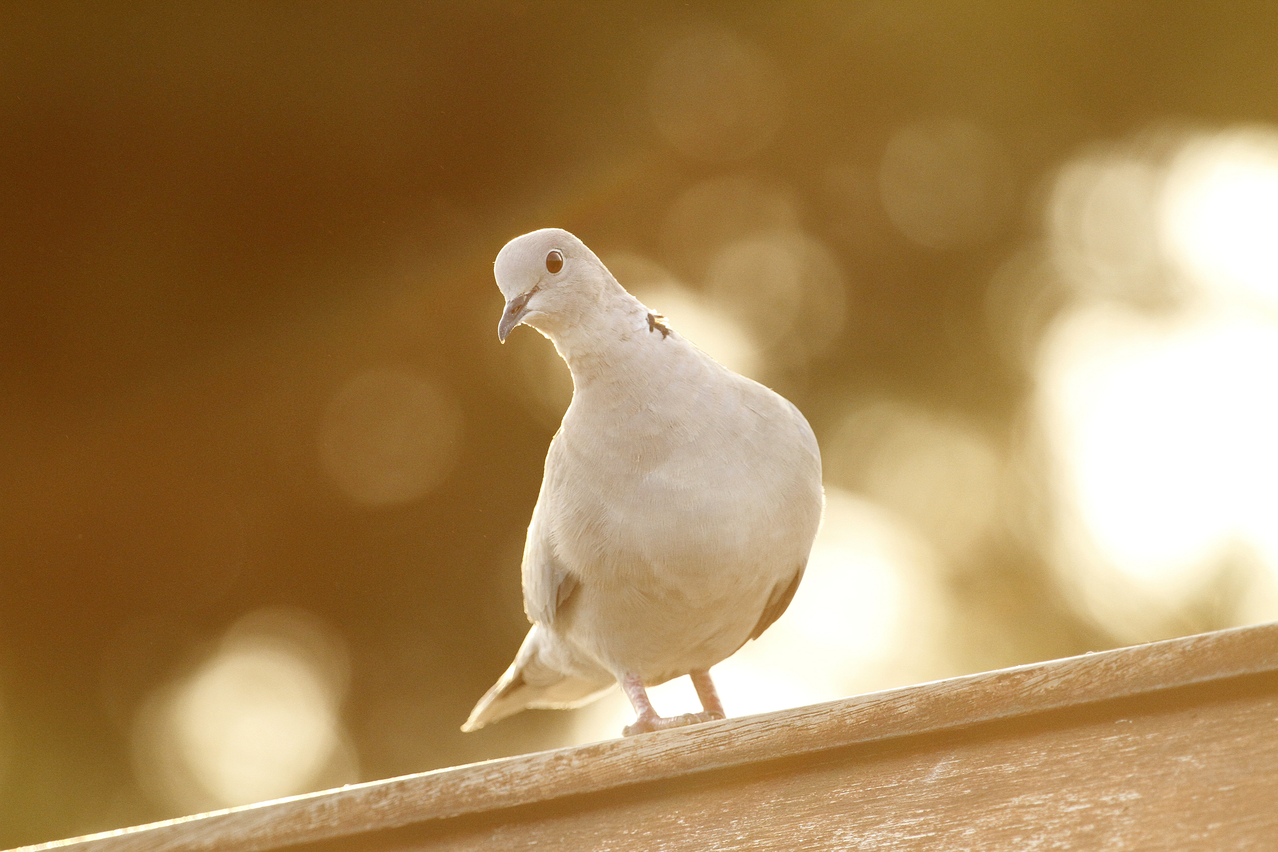 Tortora dal collare...
