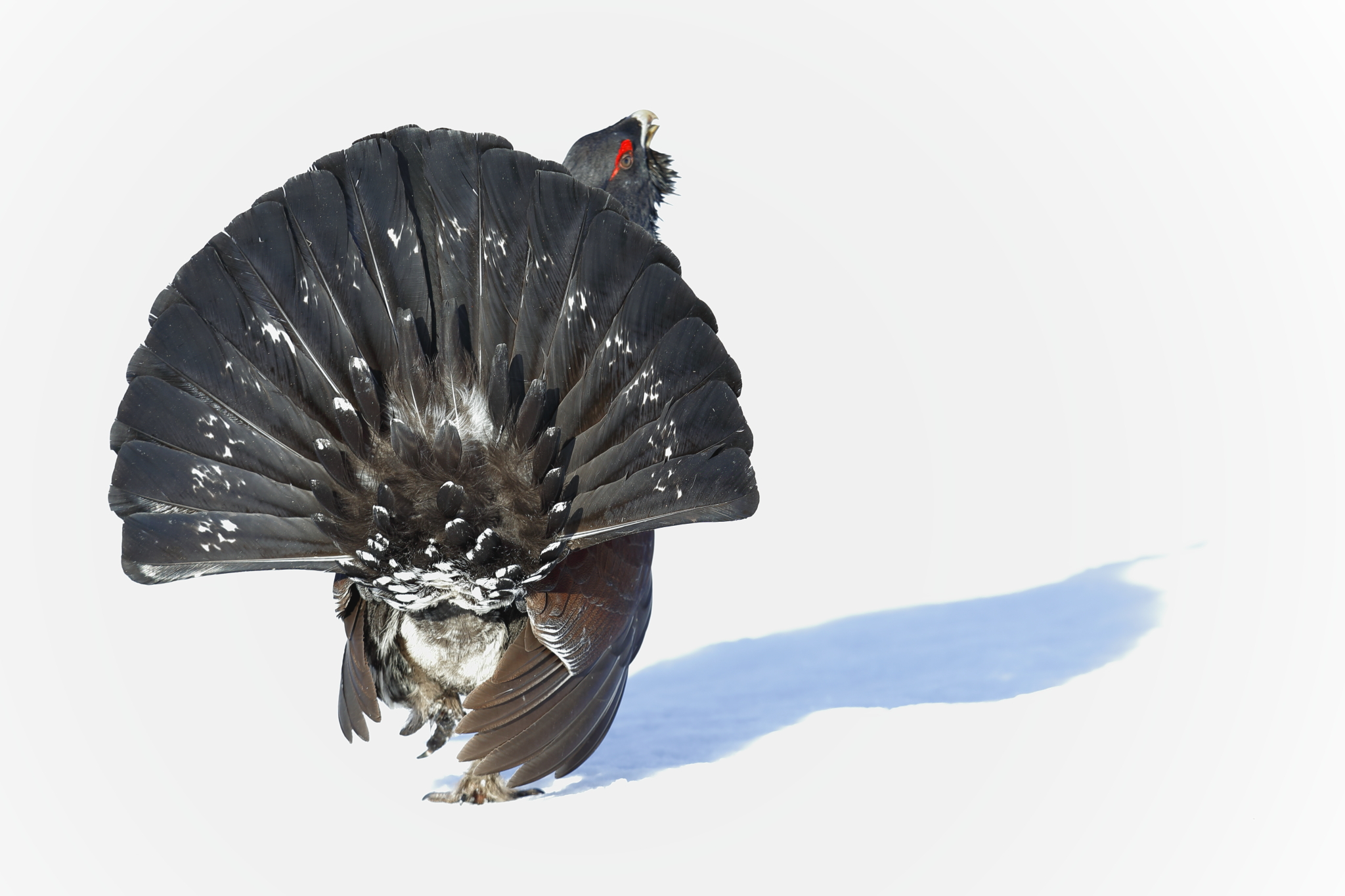 Gallo Cedrone (tetrao Urogallus)