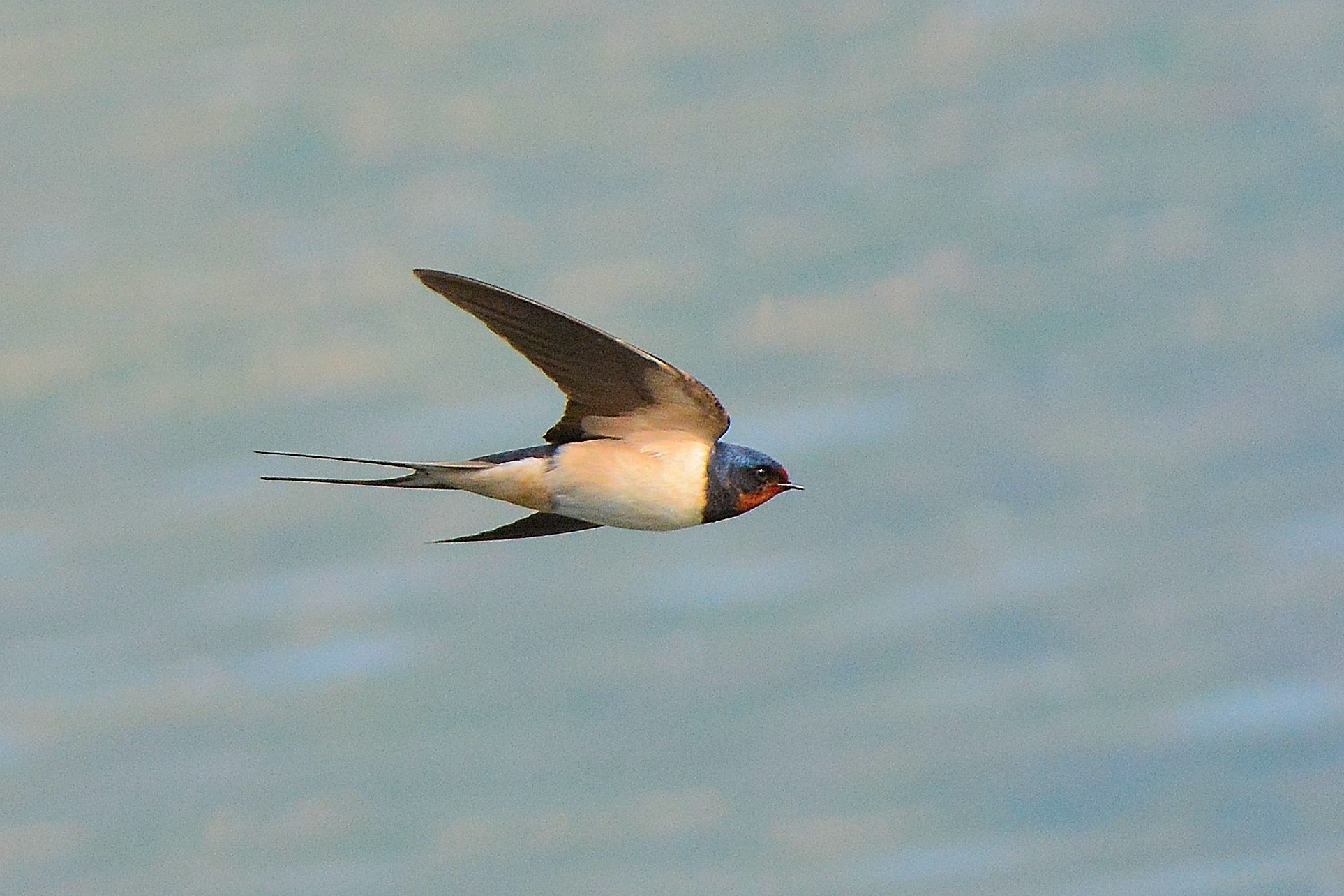 Swallow