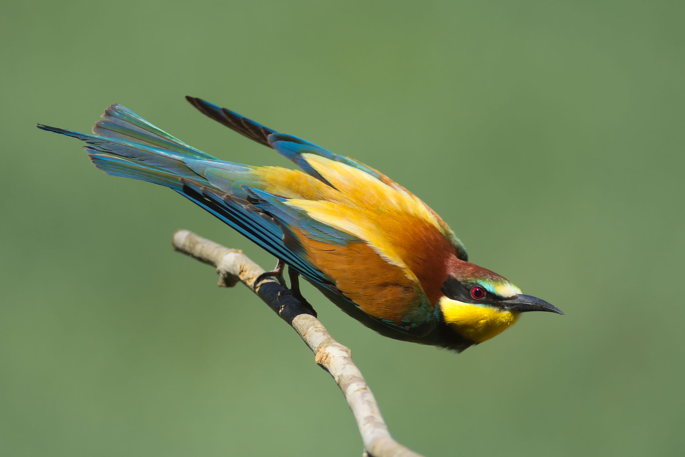 Gruccione in impetus