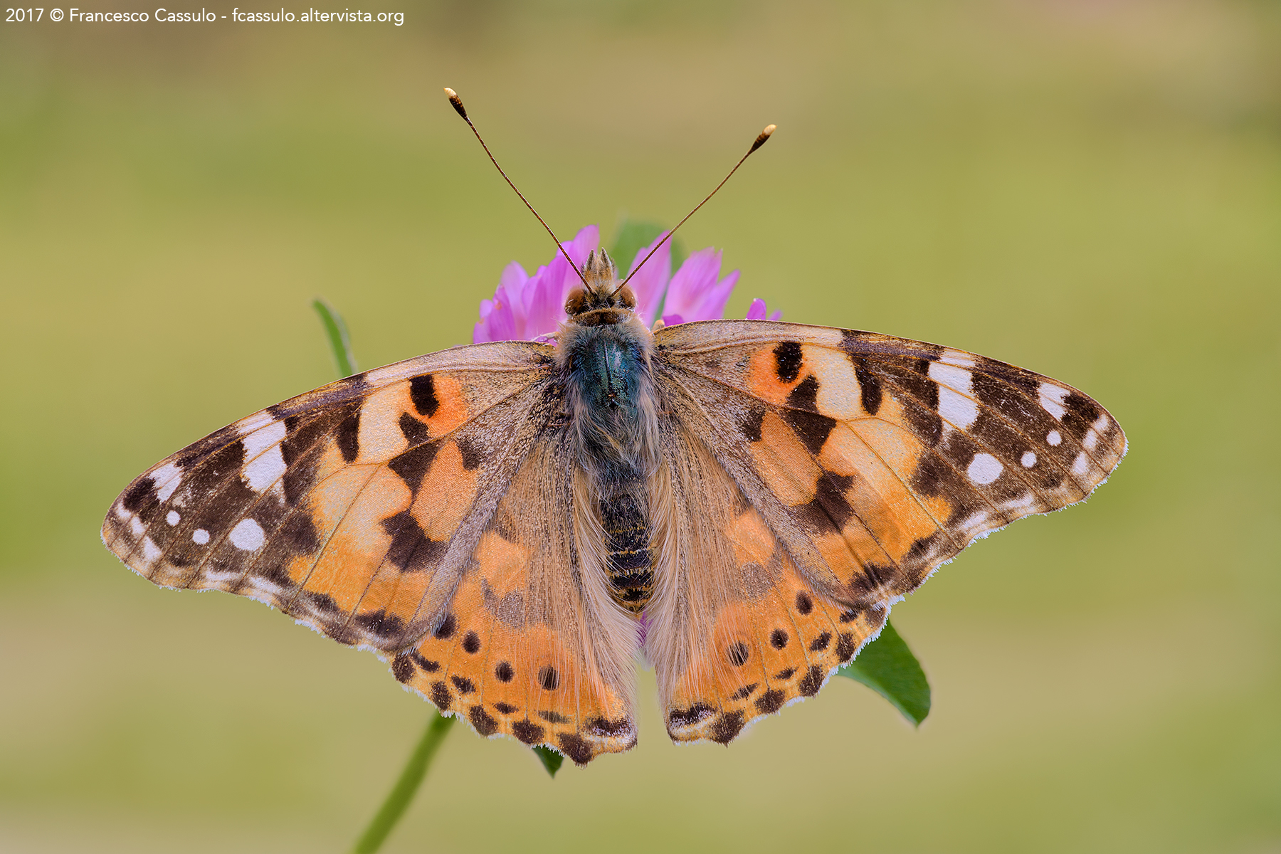 Vanessa cardui (Linnaeus, 1758)