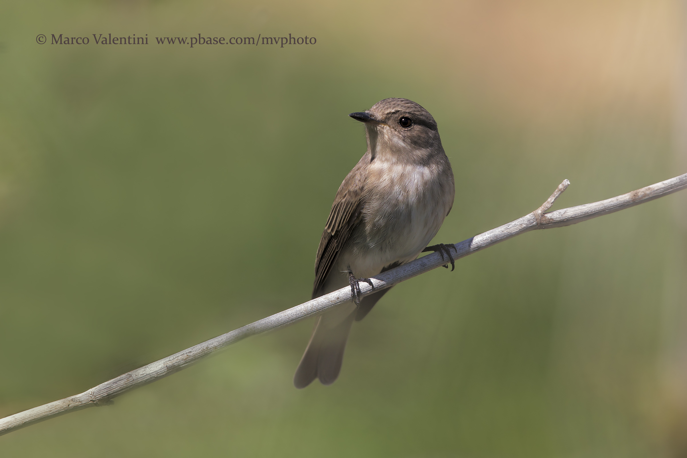 Flycatcher