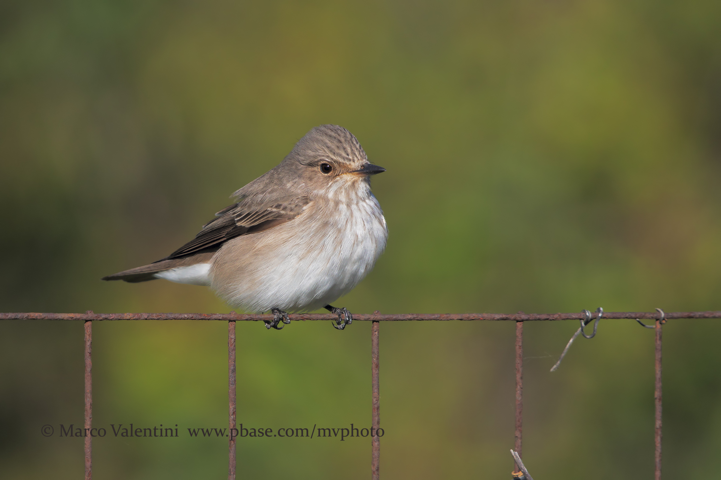Flycatcher