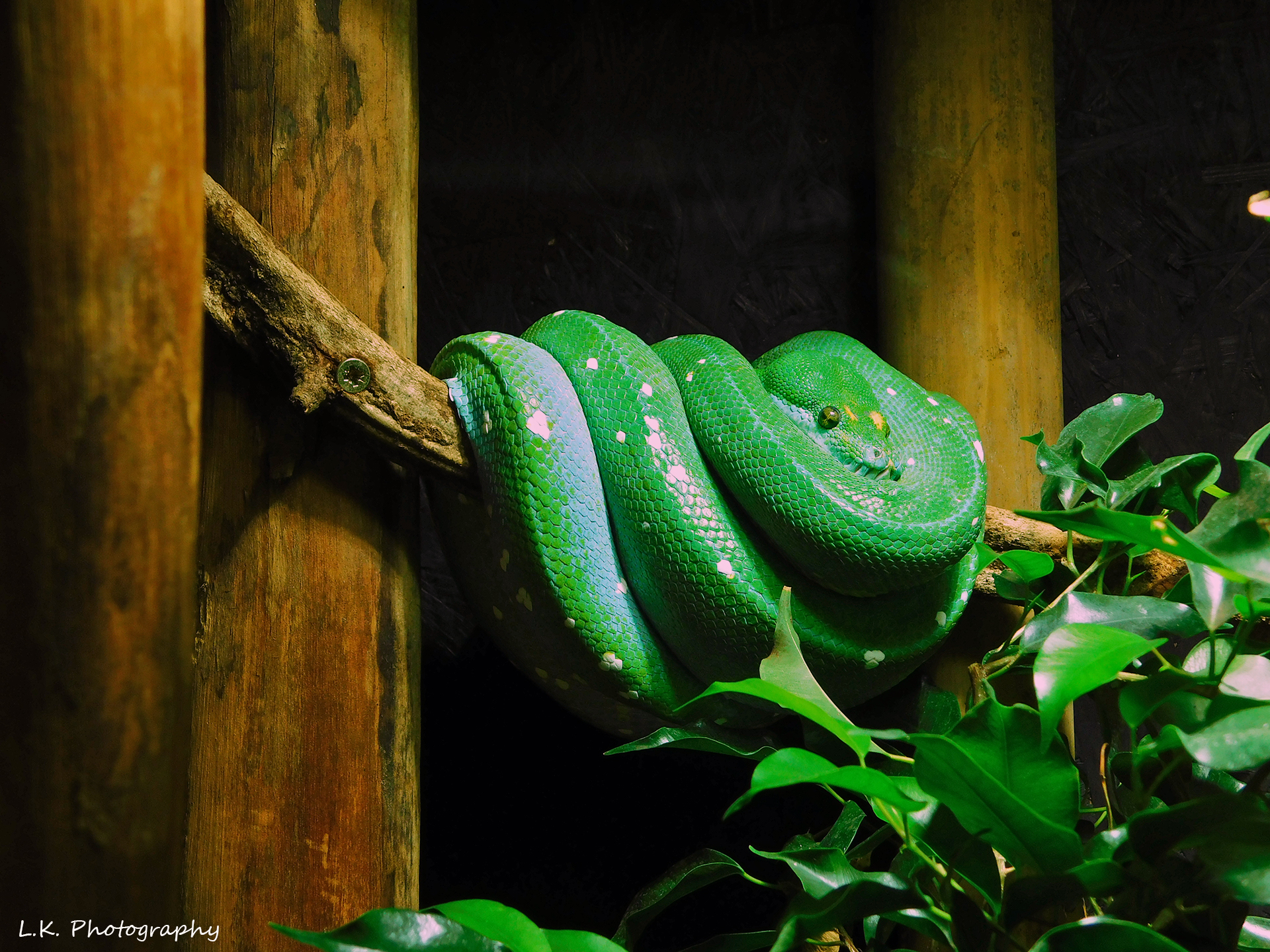 Serpente verde