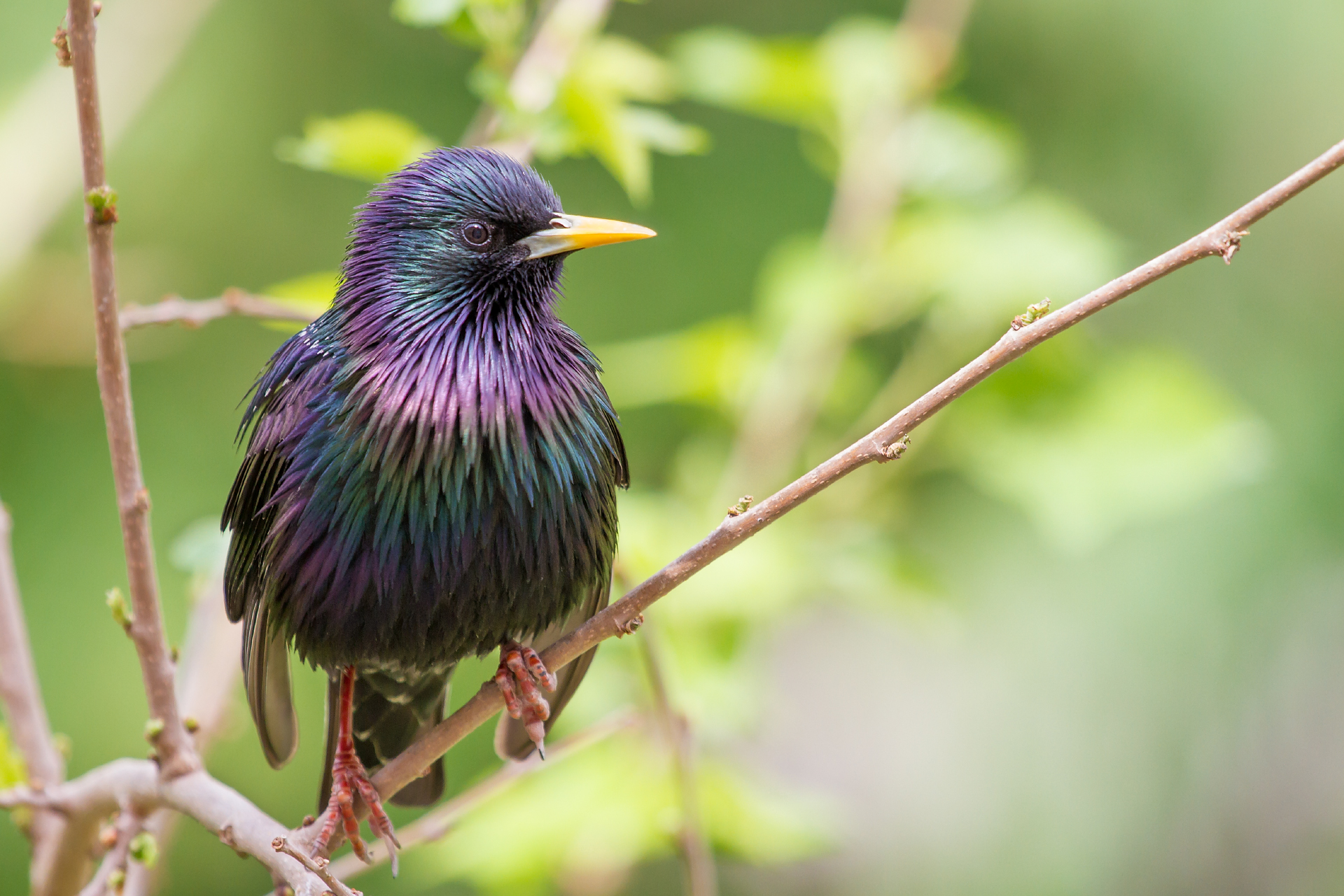Starling