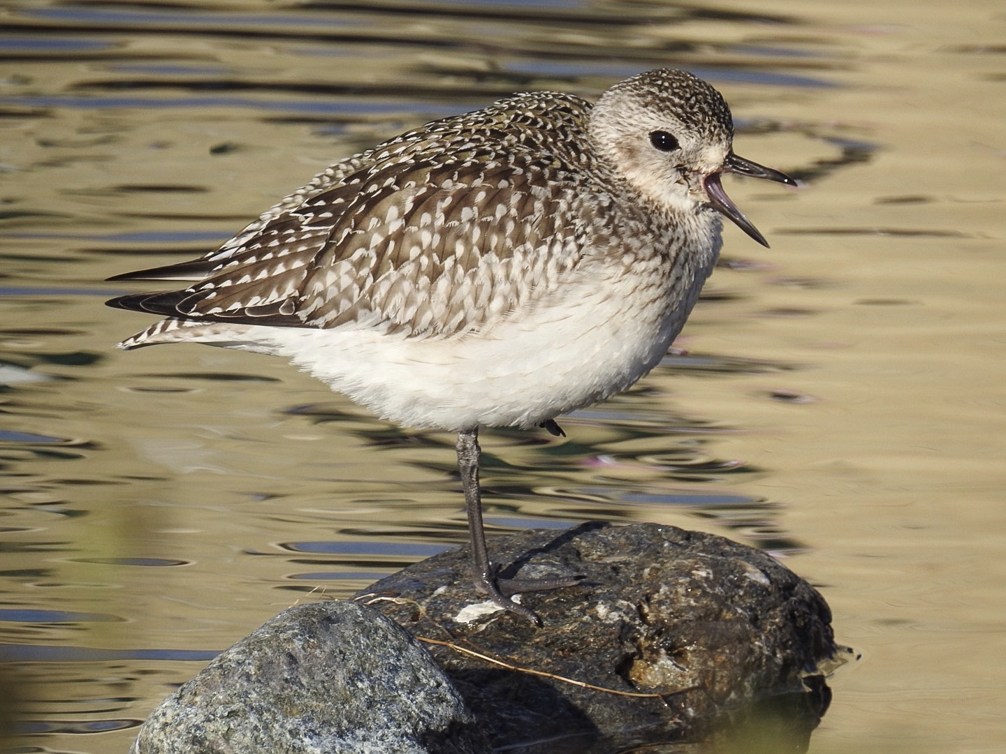 Lo sbadiglio della pivieressa