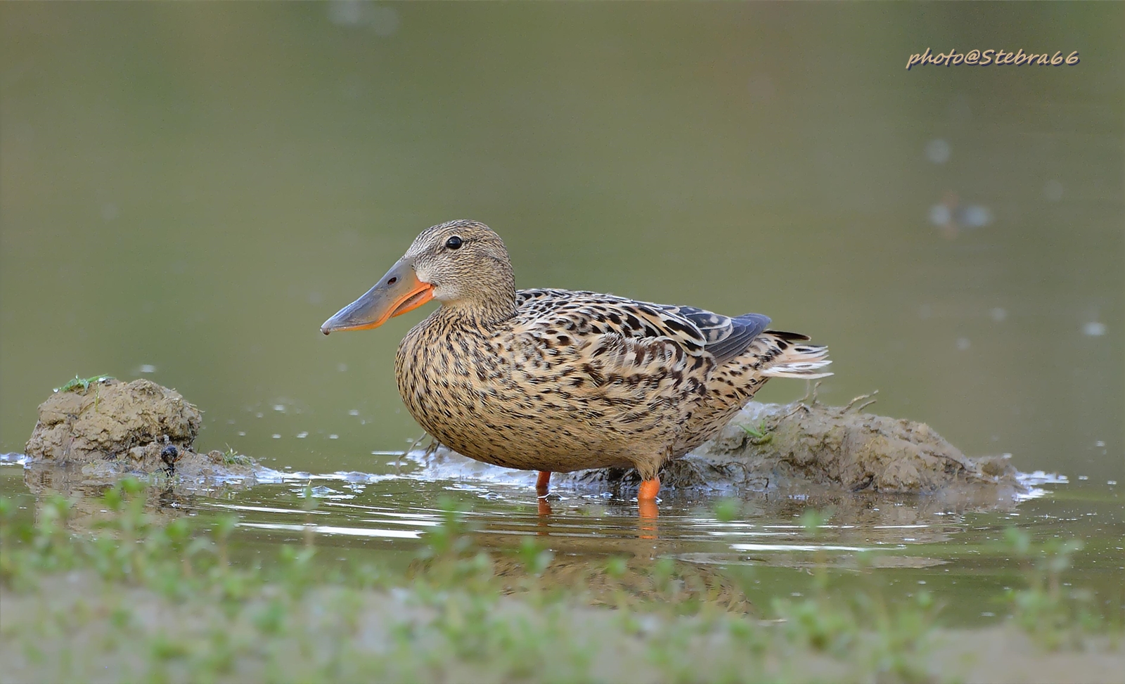 Shoveler female
