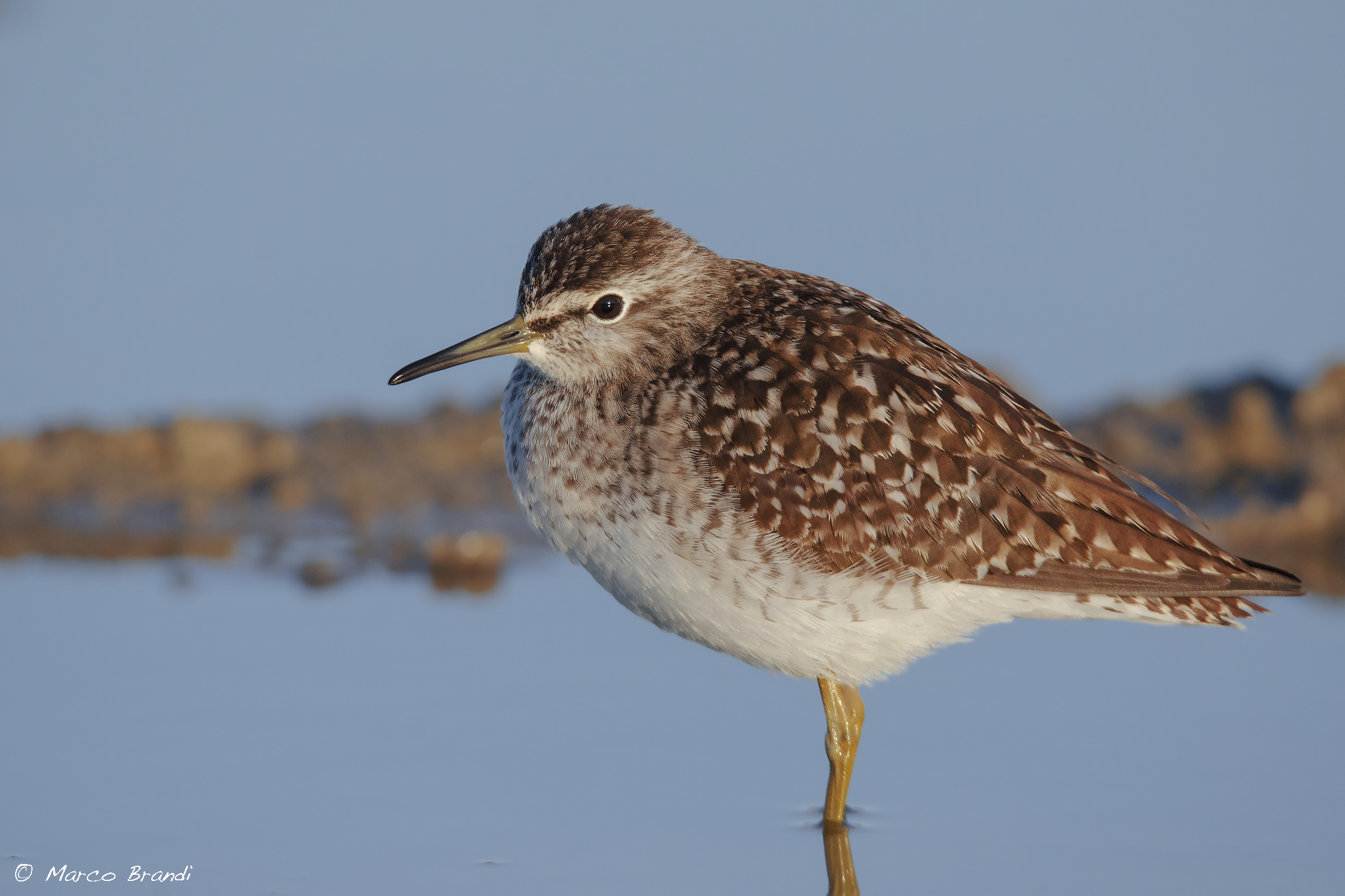 Piro Piro boschereccio